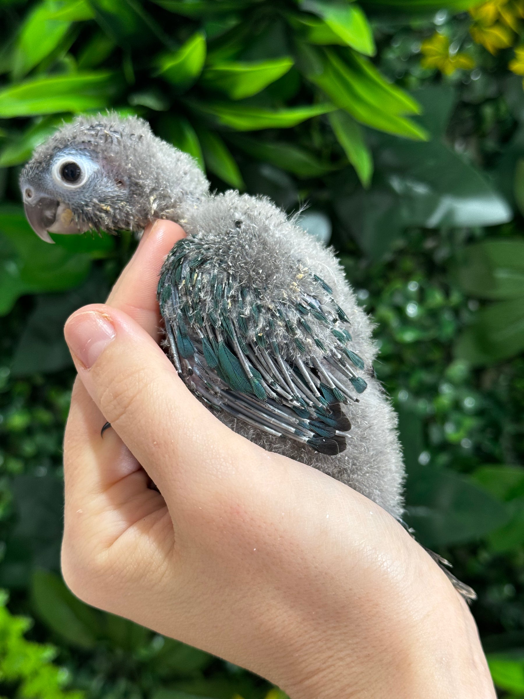 Handraised Single Factor Turquoise Conure