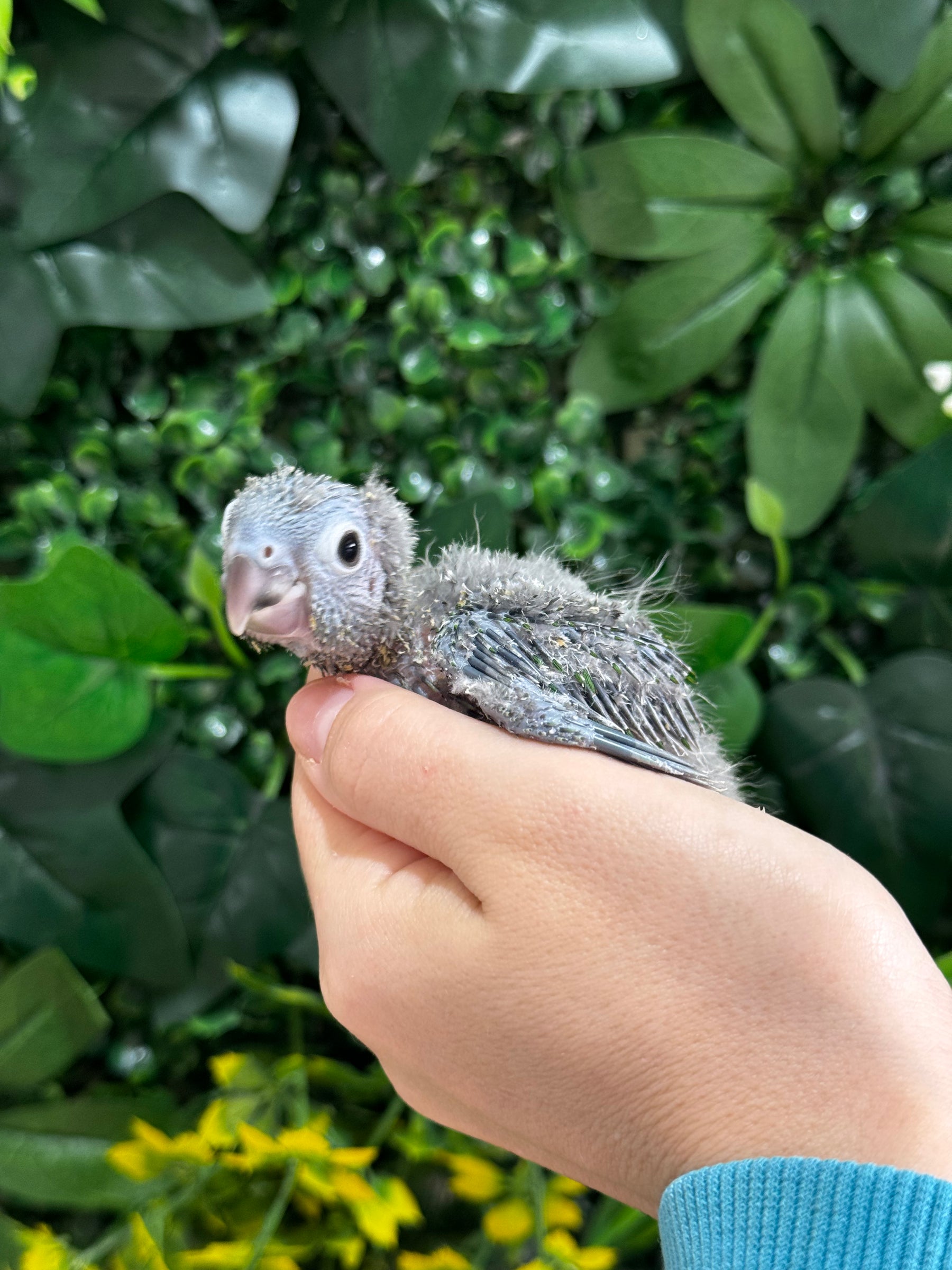 Handraised Green Cheek Conure