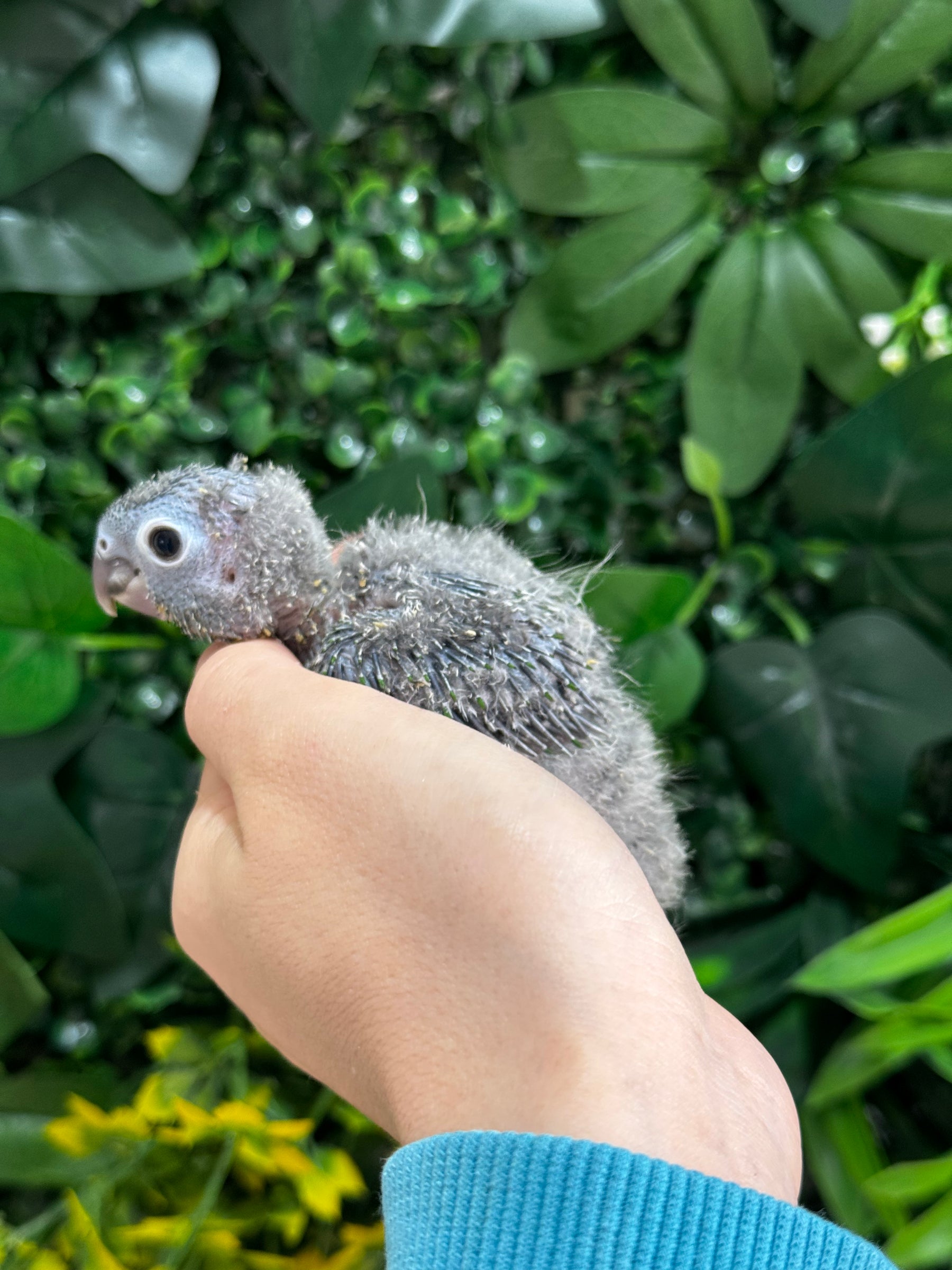 Handraised Green Cheek Conure