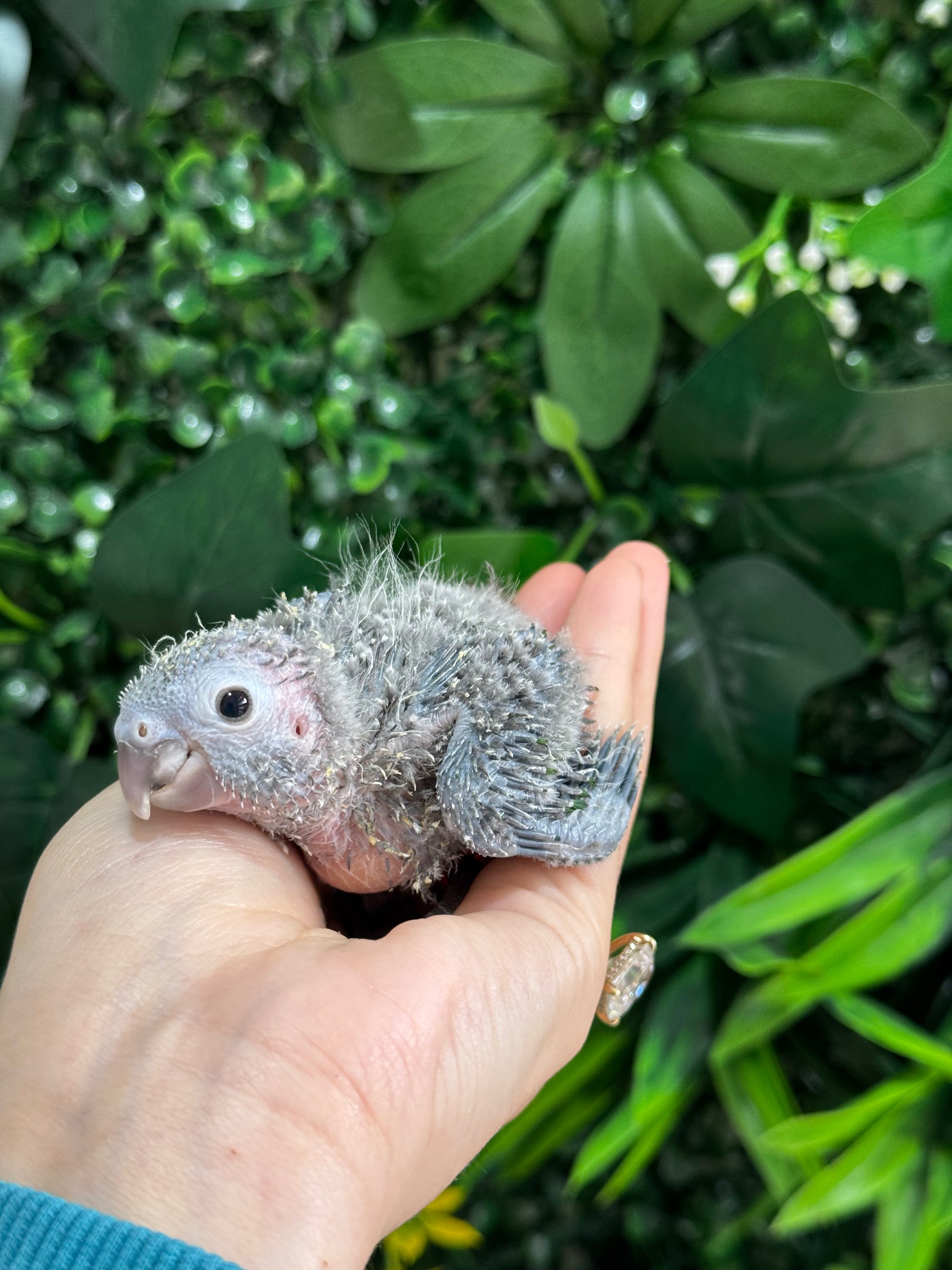 Handraised Green Cheek Conure