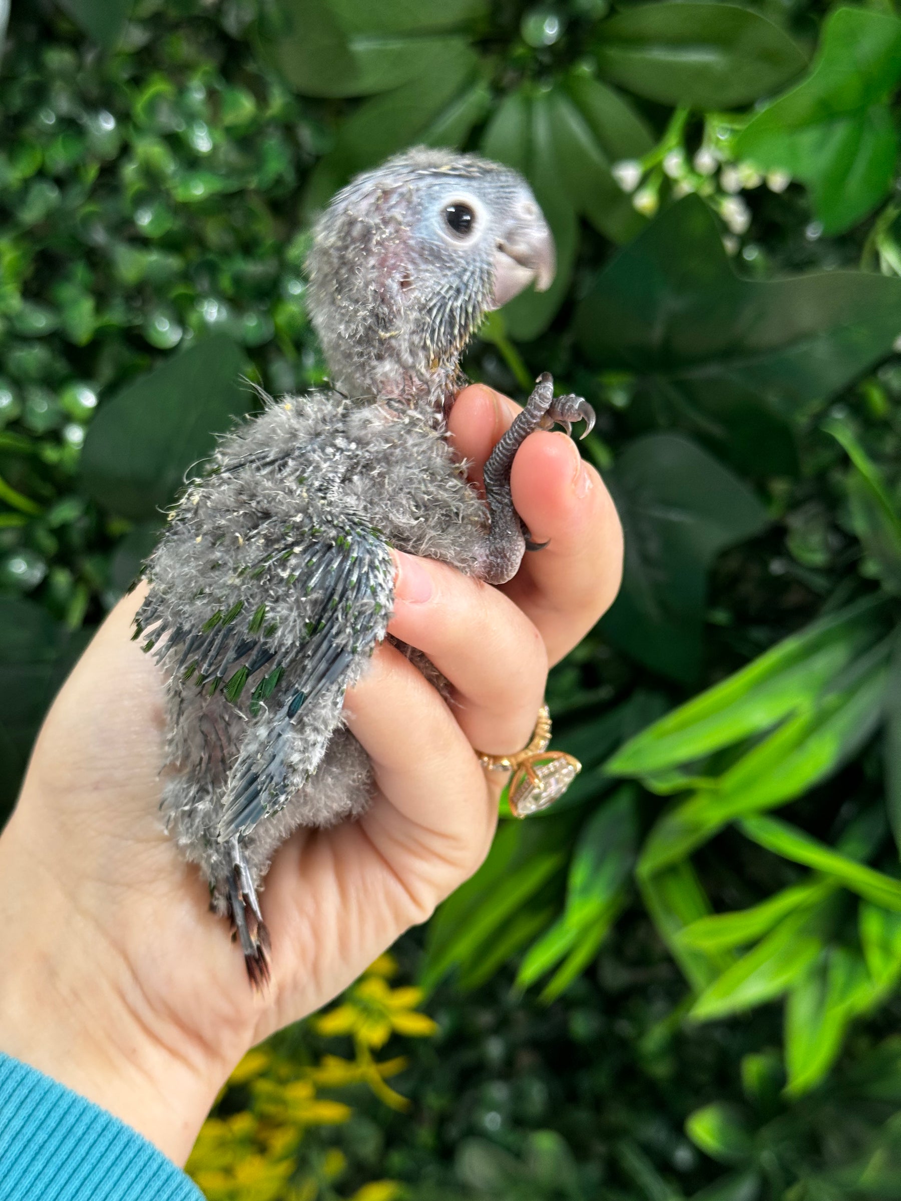 Handraised Green Cheek Conure