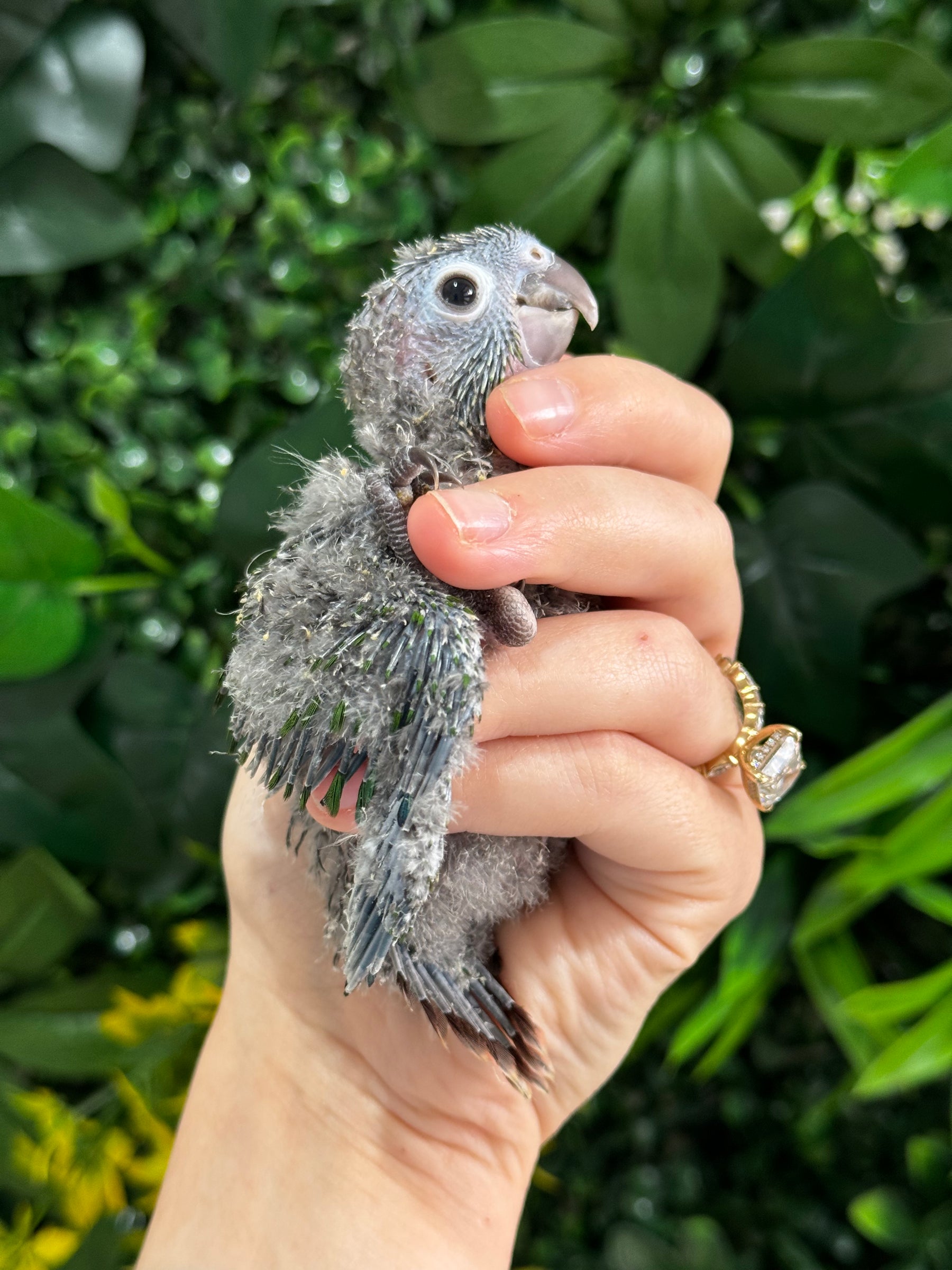 Handraised Green Cheek Conure