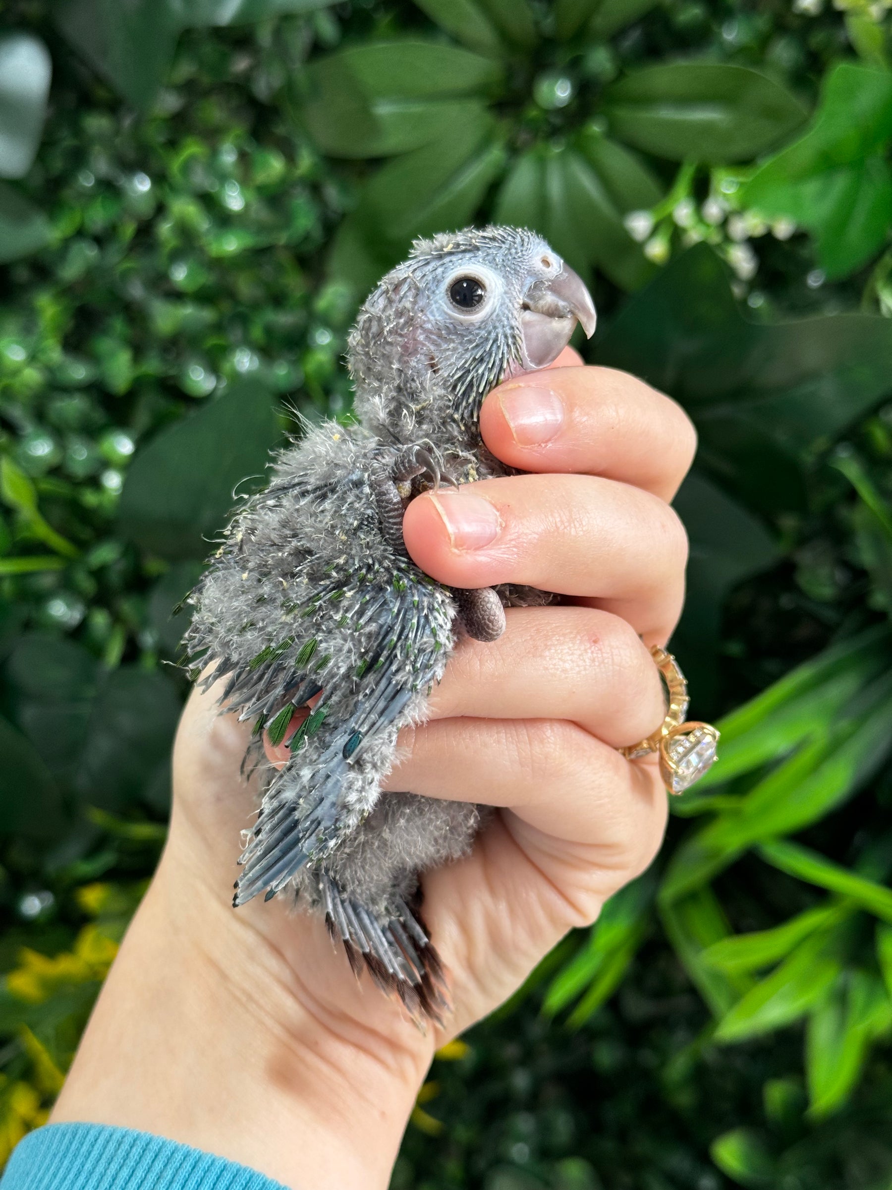 Handraised Green Cheek Conure