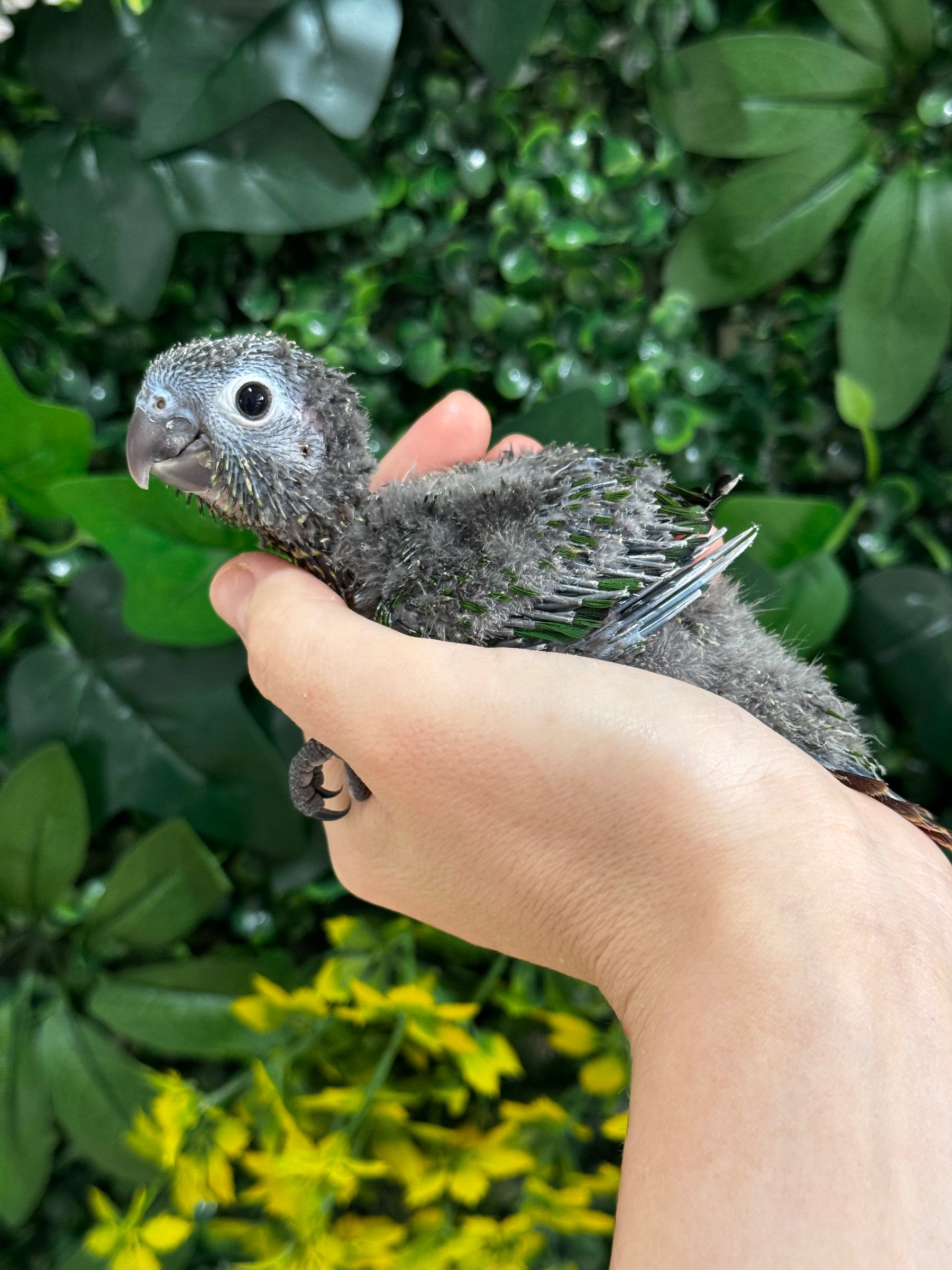 Handraised Green Cheek Conure