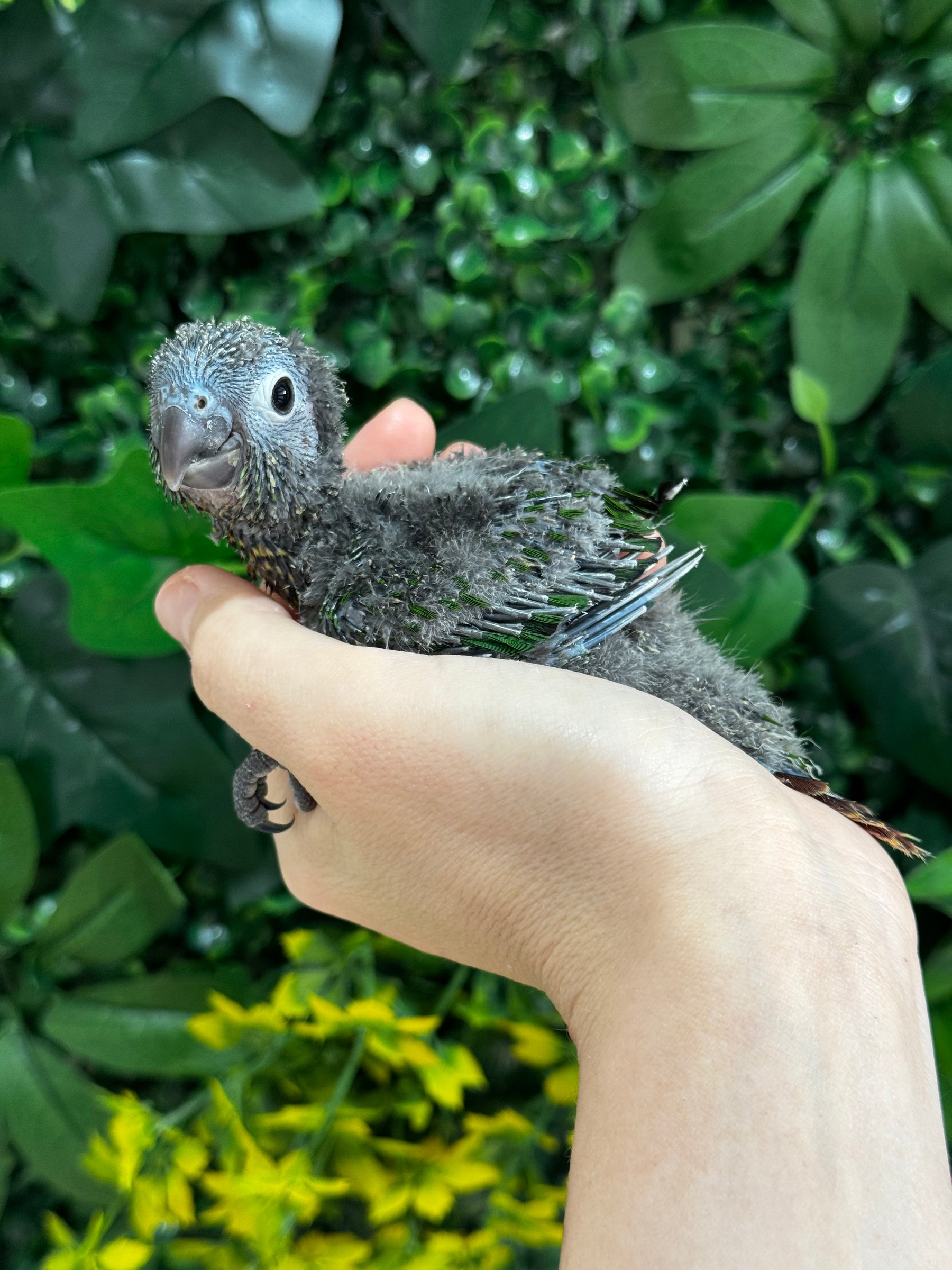 Handraised Green Cheek Conure