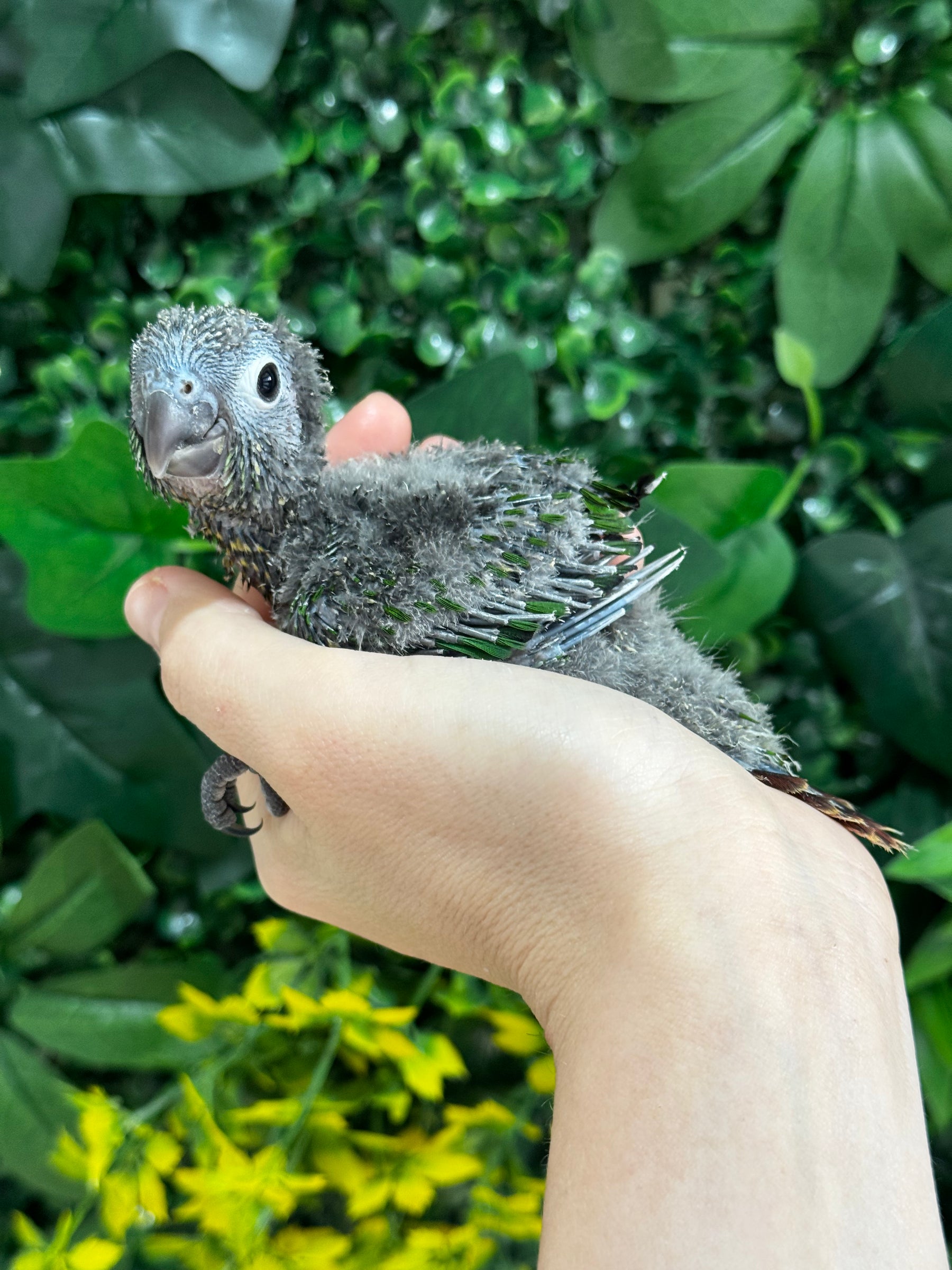 Handraised Green Cheek Conure