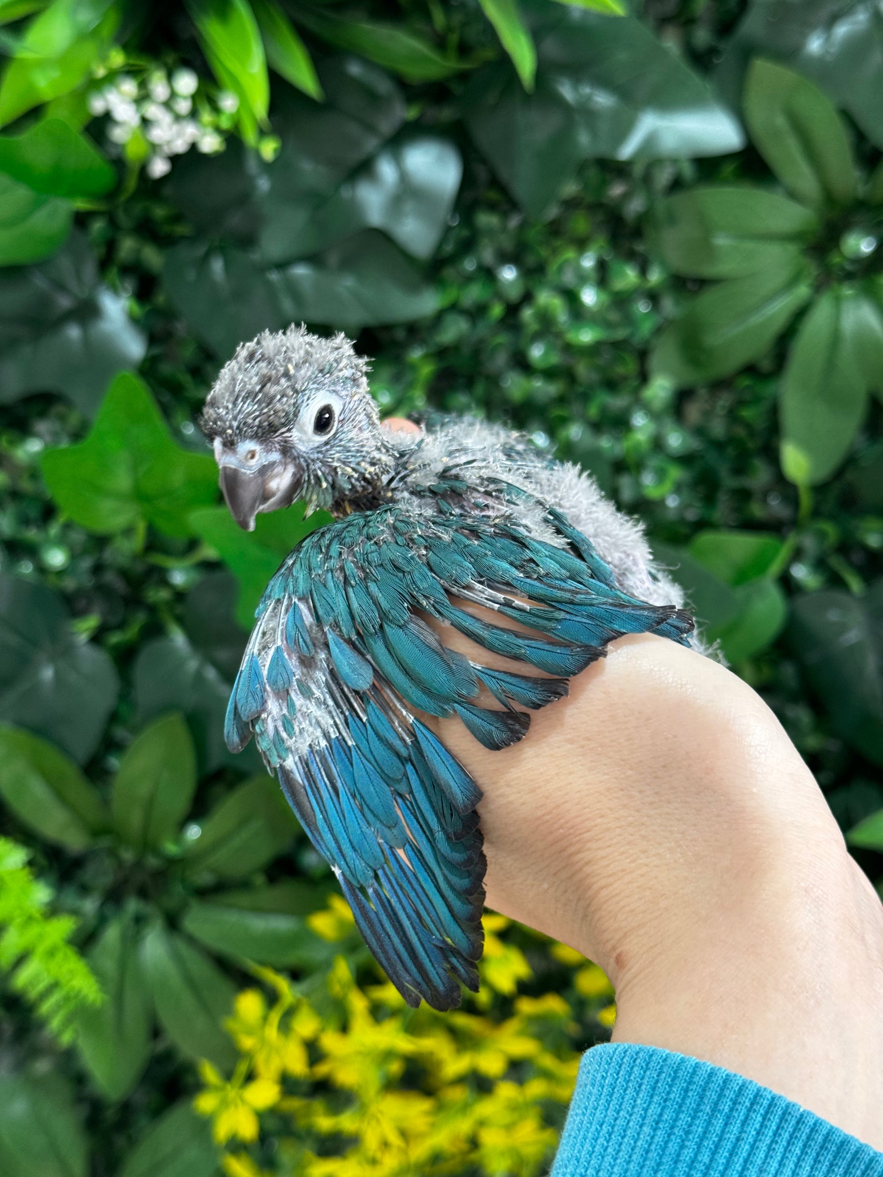 Handraised Single Factor Turquoise Conure