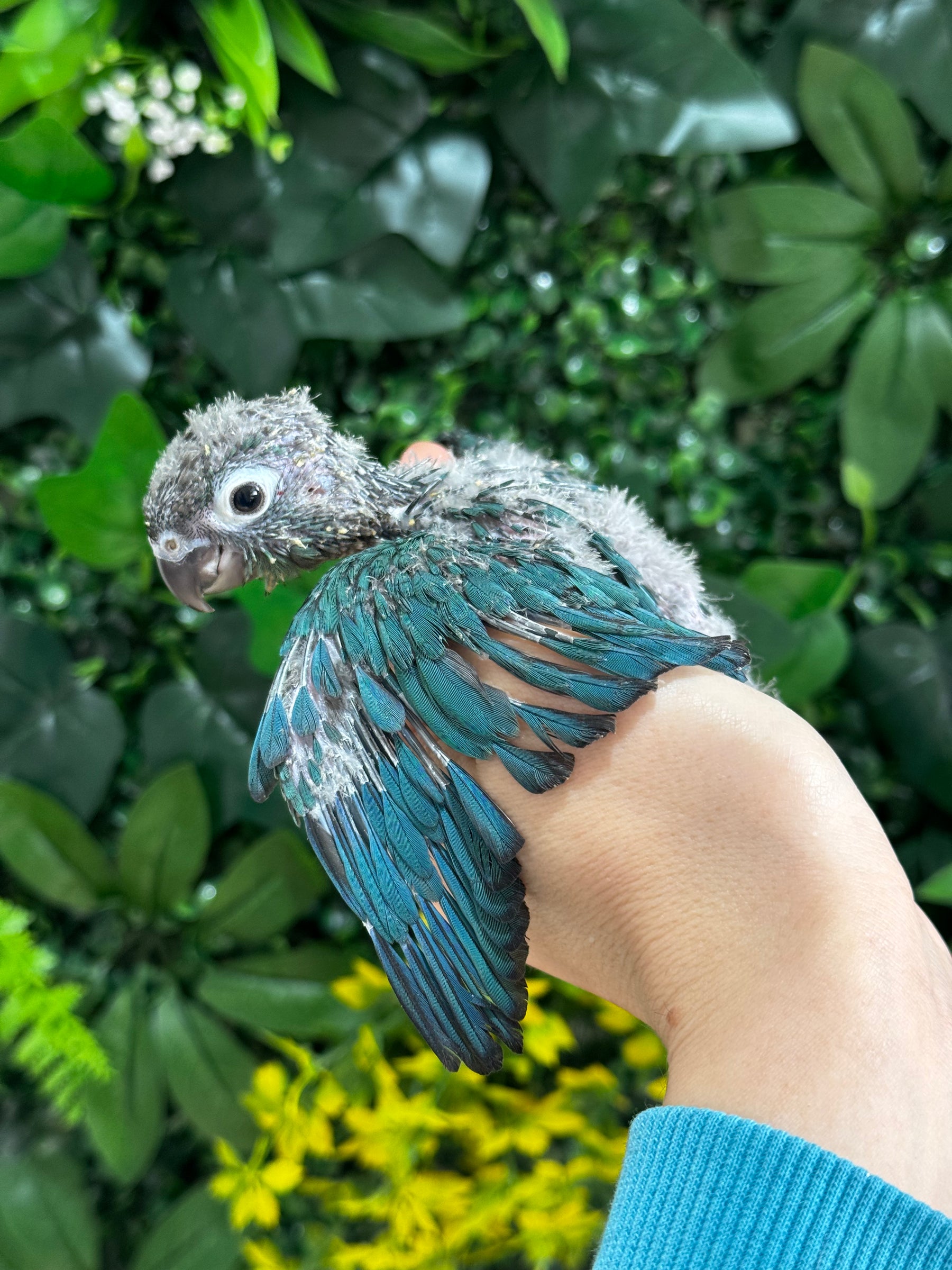 Handraised Single Factor Turquoise Conure