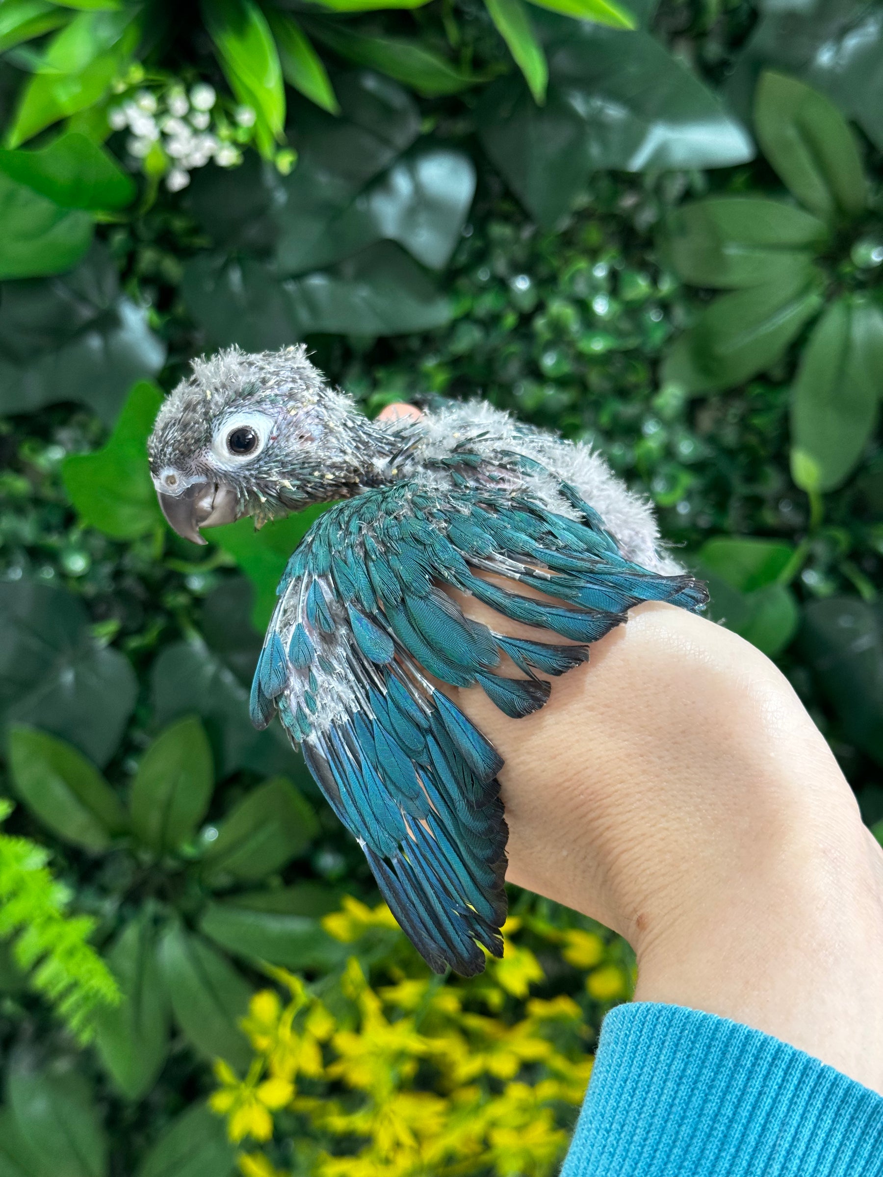 Handraised Single Factor Turquoise Conure