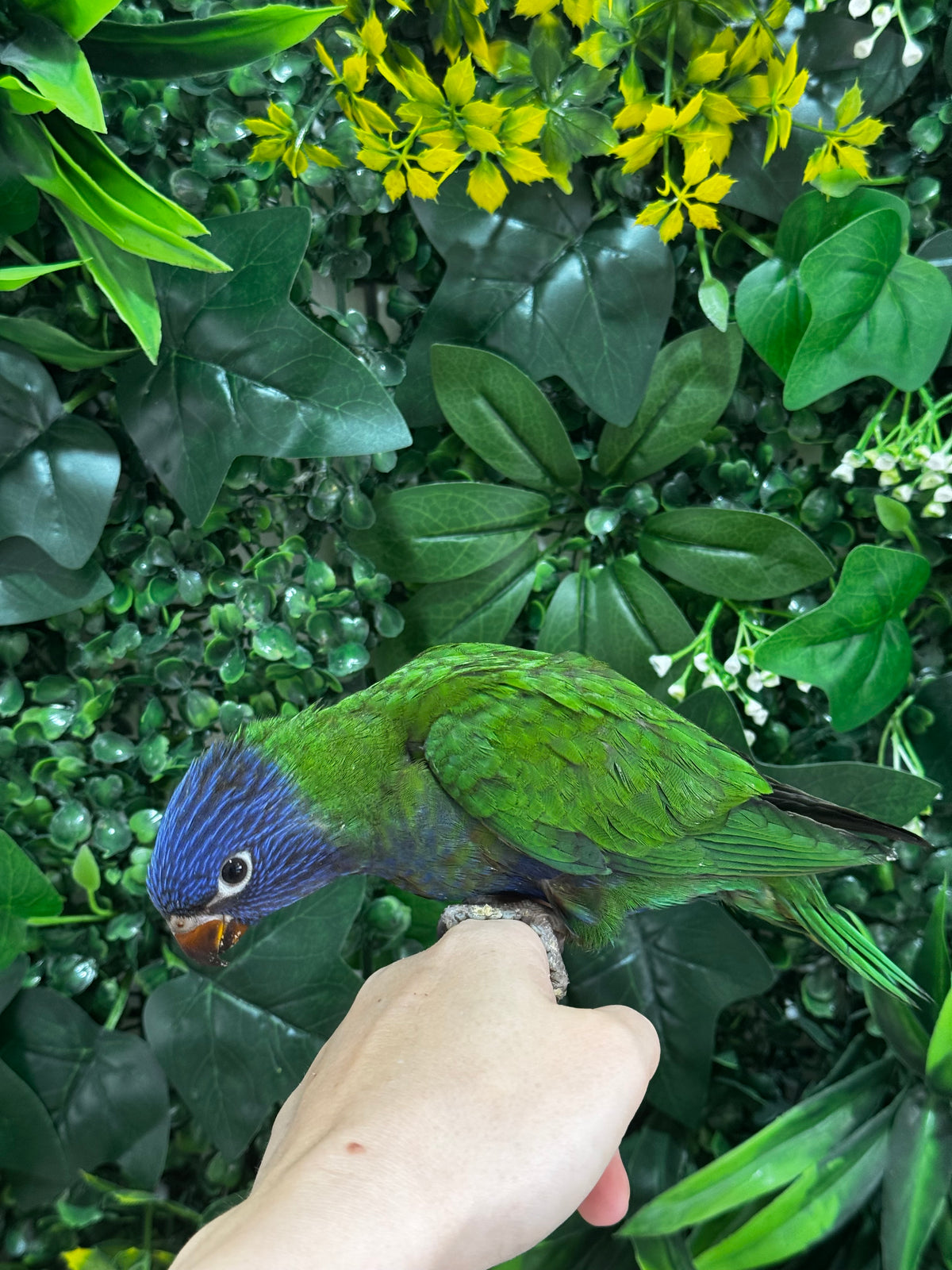 Handraised Lorikeet