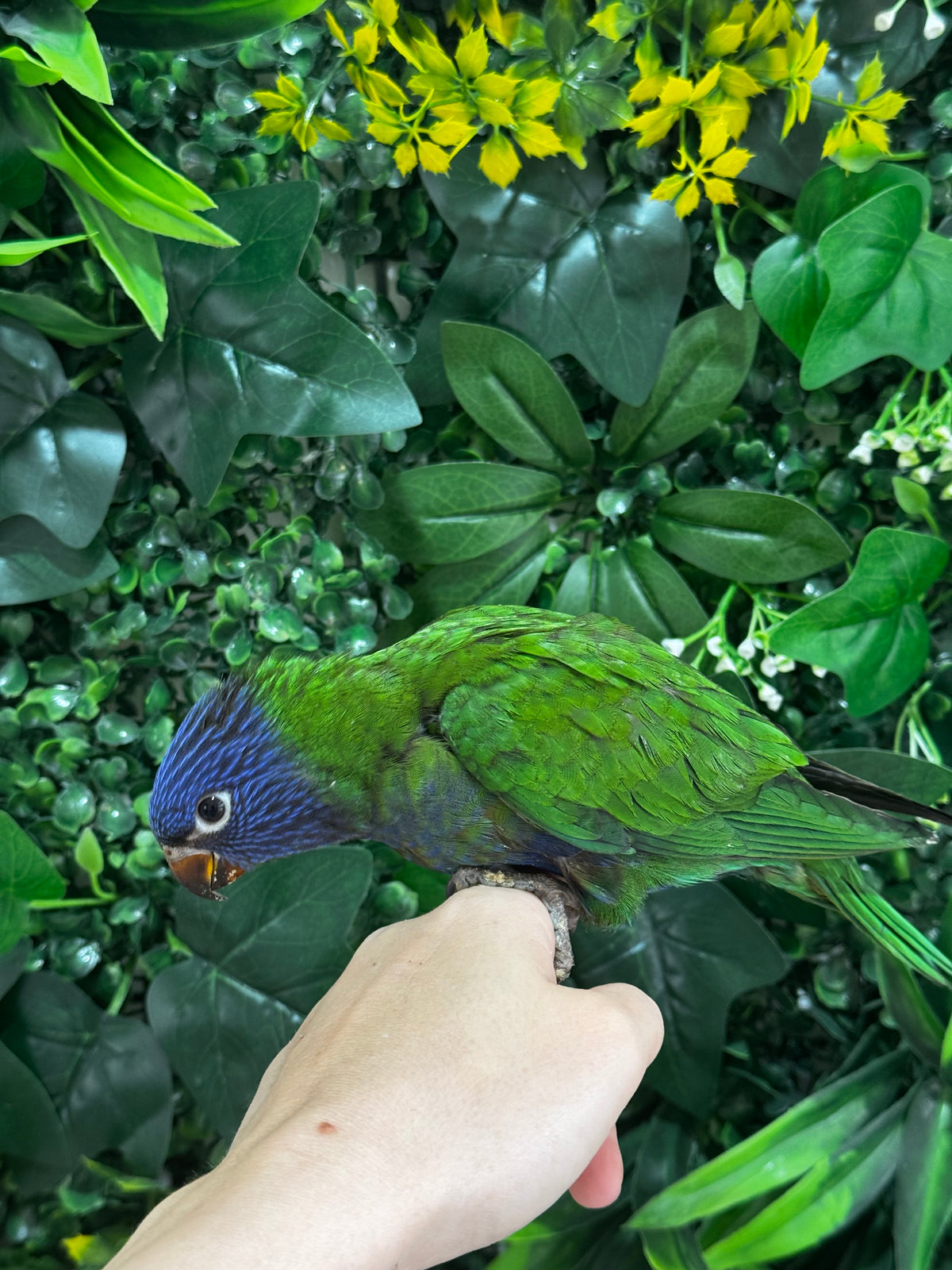 Handraised Lorikeet