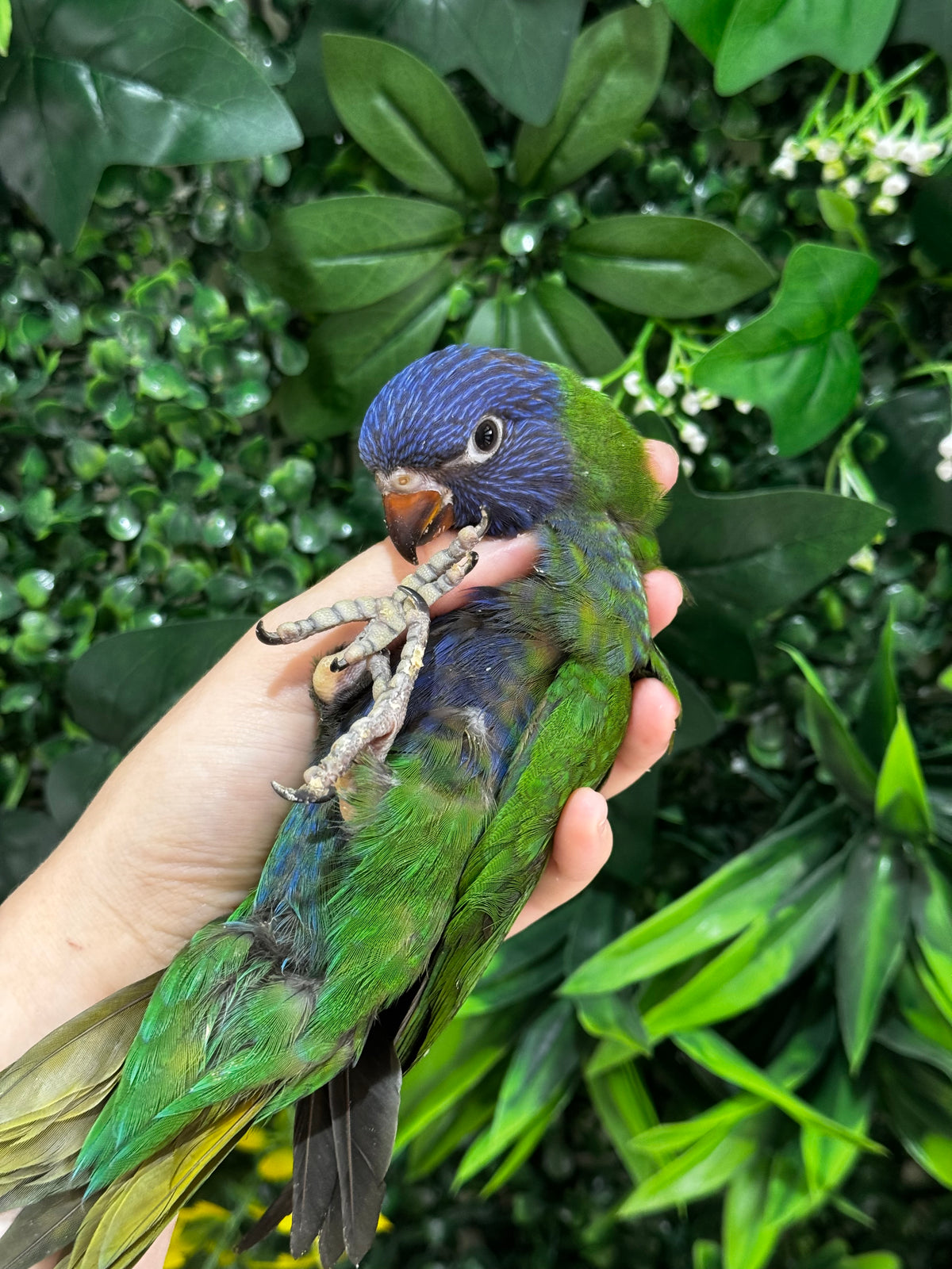 Handraised Lorikeet