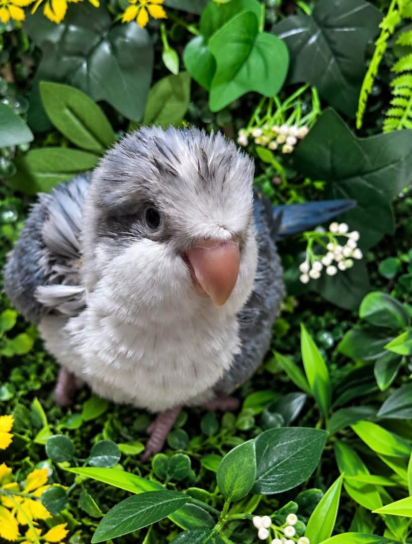 Handraised Quaker