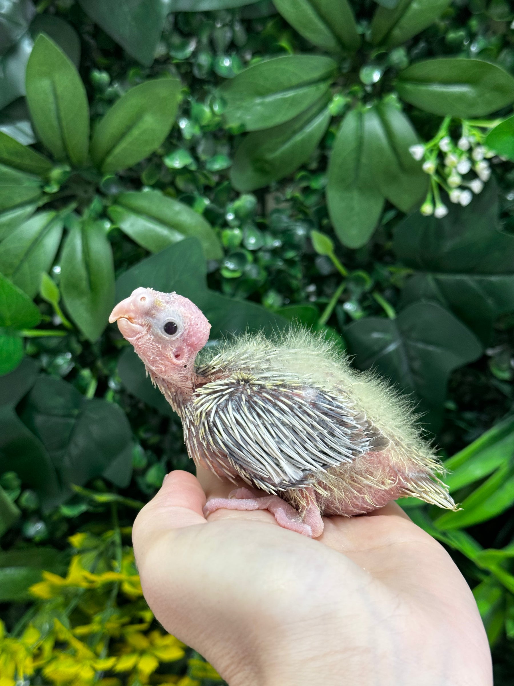 Handraised Cockatiel