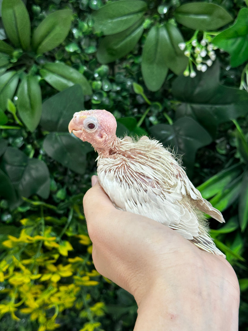 Handraised Cockatiel