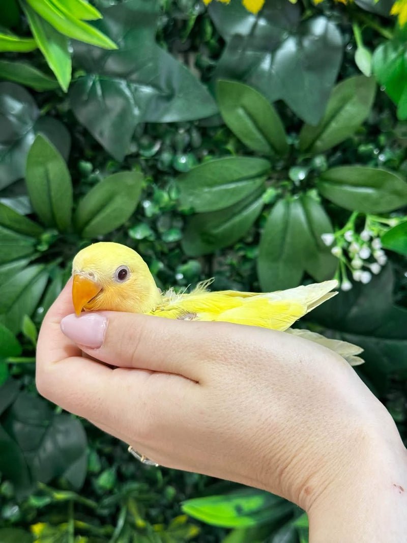 Handraised Lovebird
