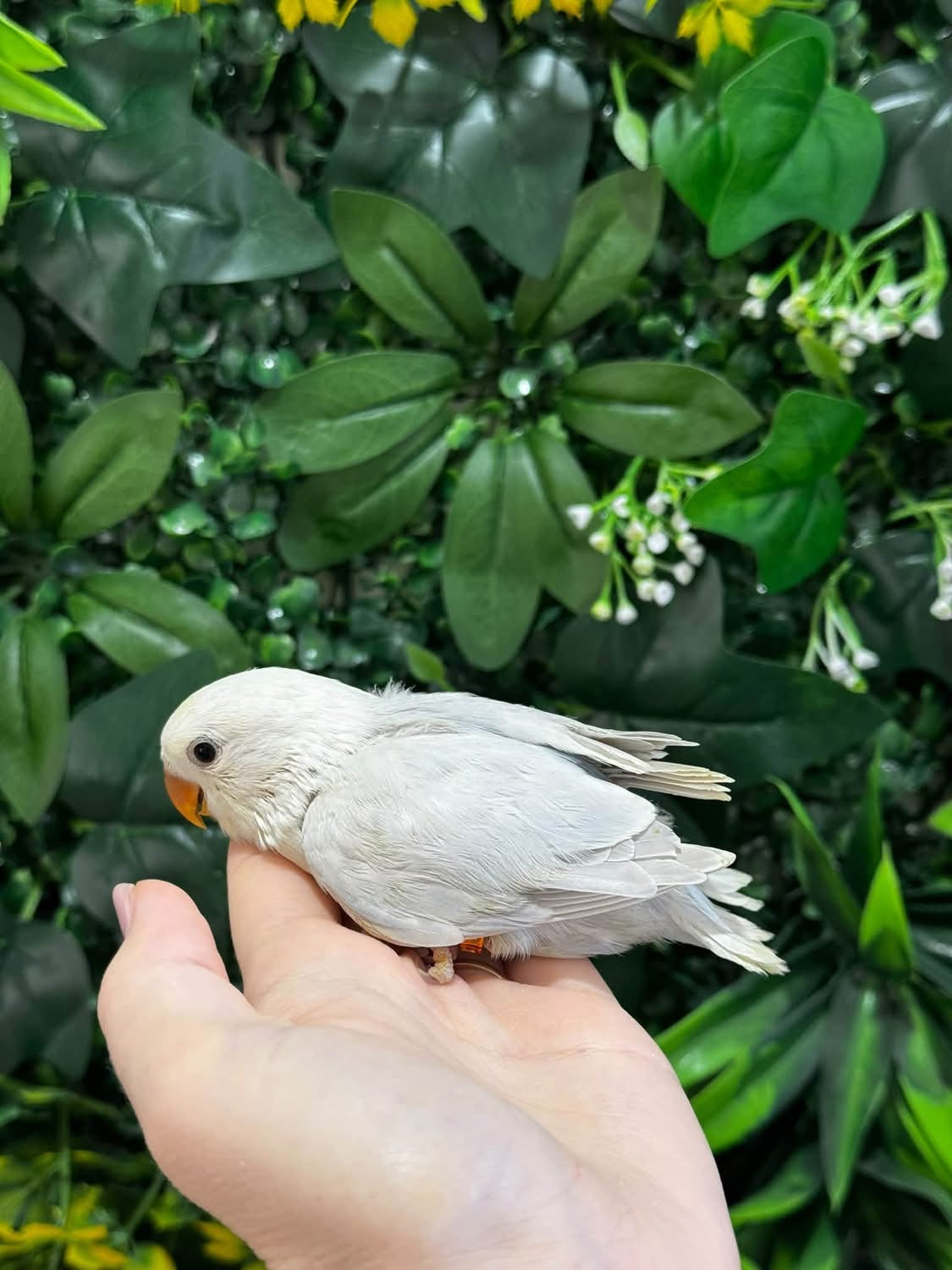 Handraised Lovebird