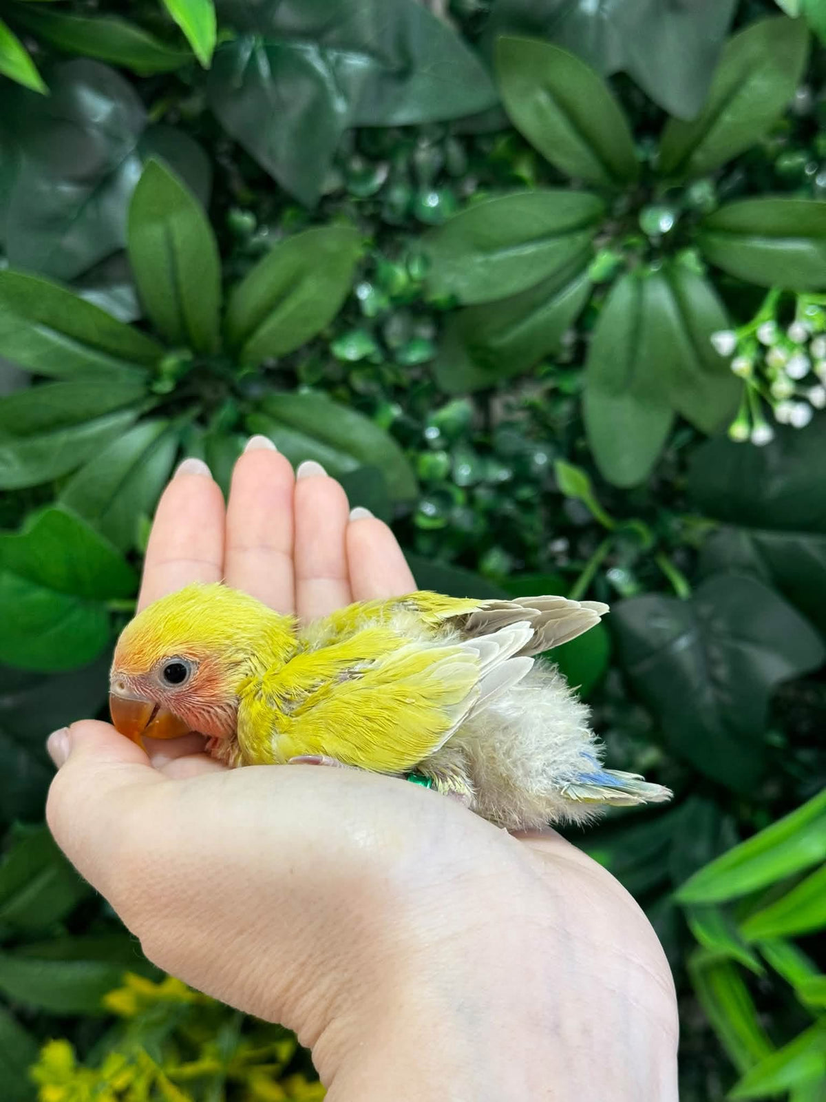 Handraised Lovebird