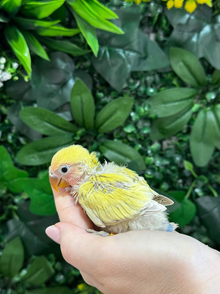 Handraised Lovebird