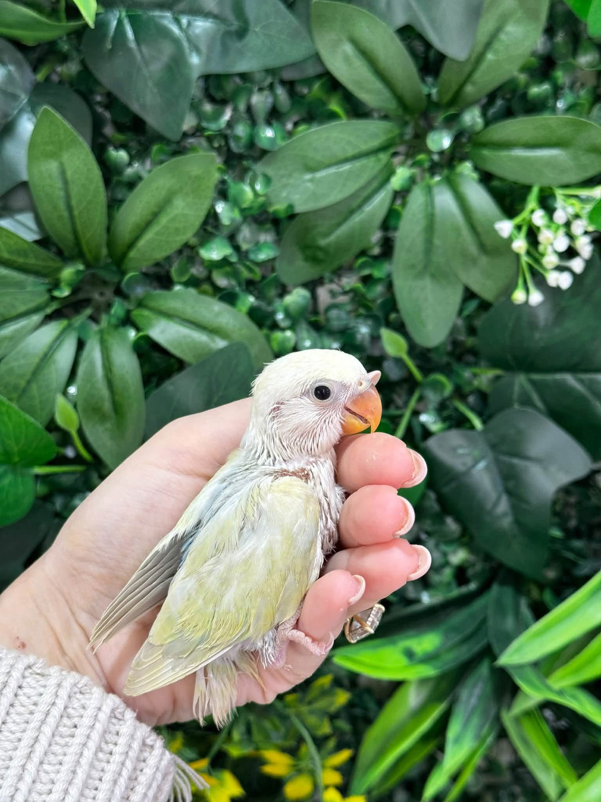 Handraised Lovebird