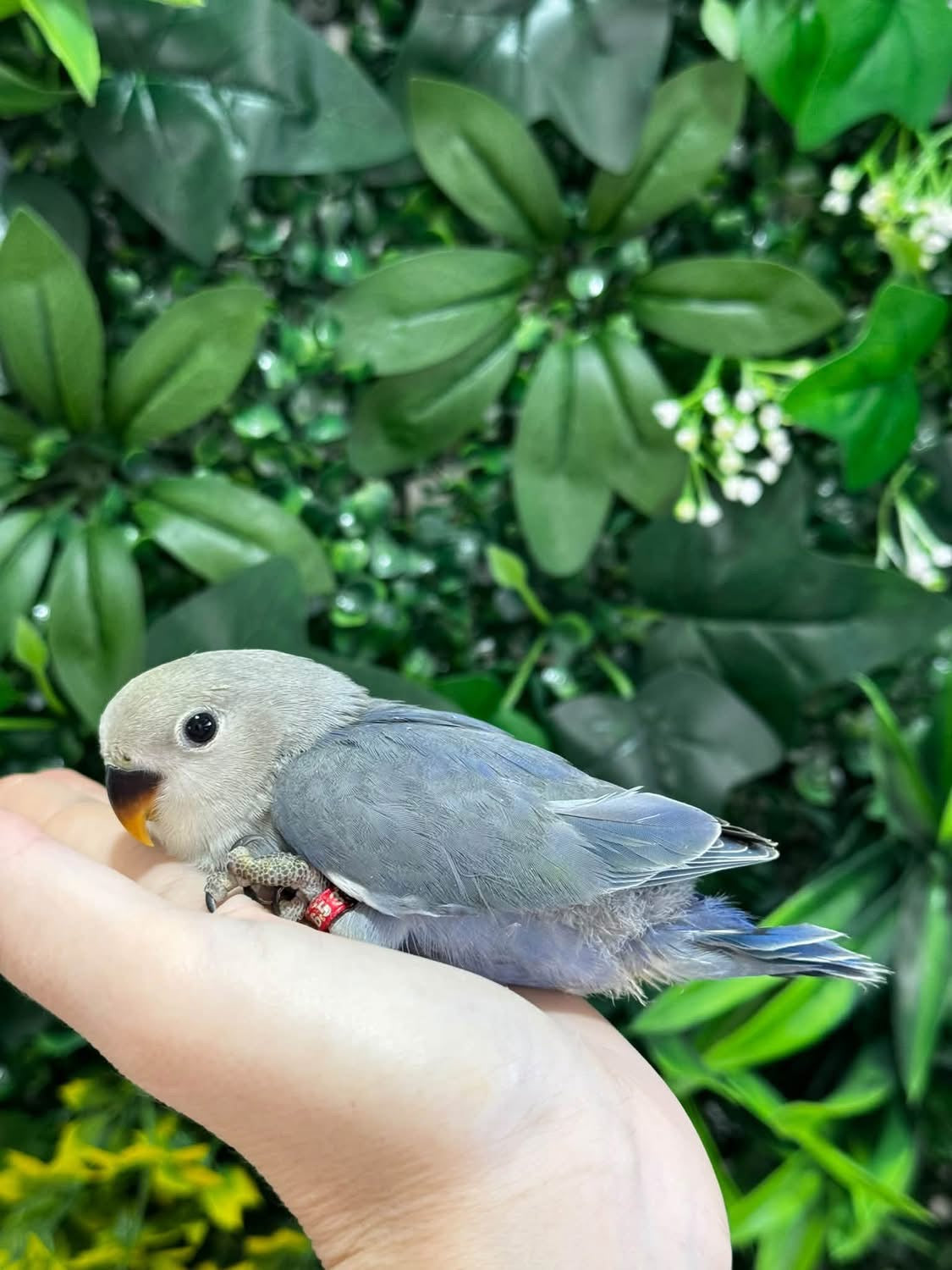 Handraised Lovebird