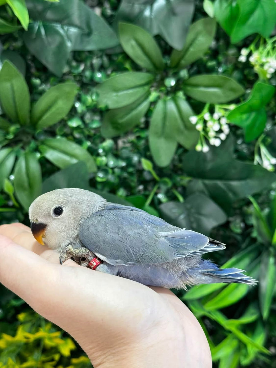 Handraised Lovebird