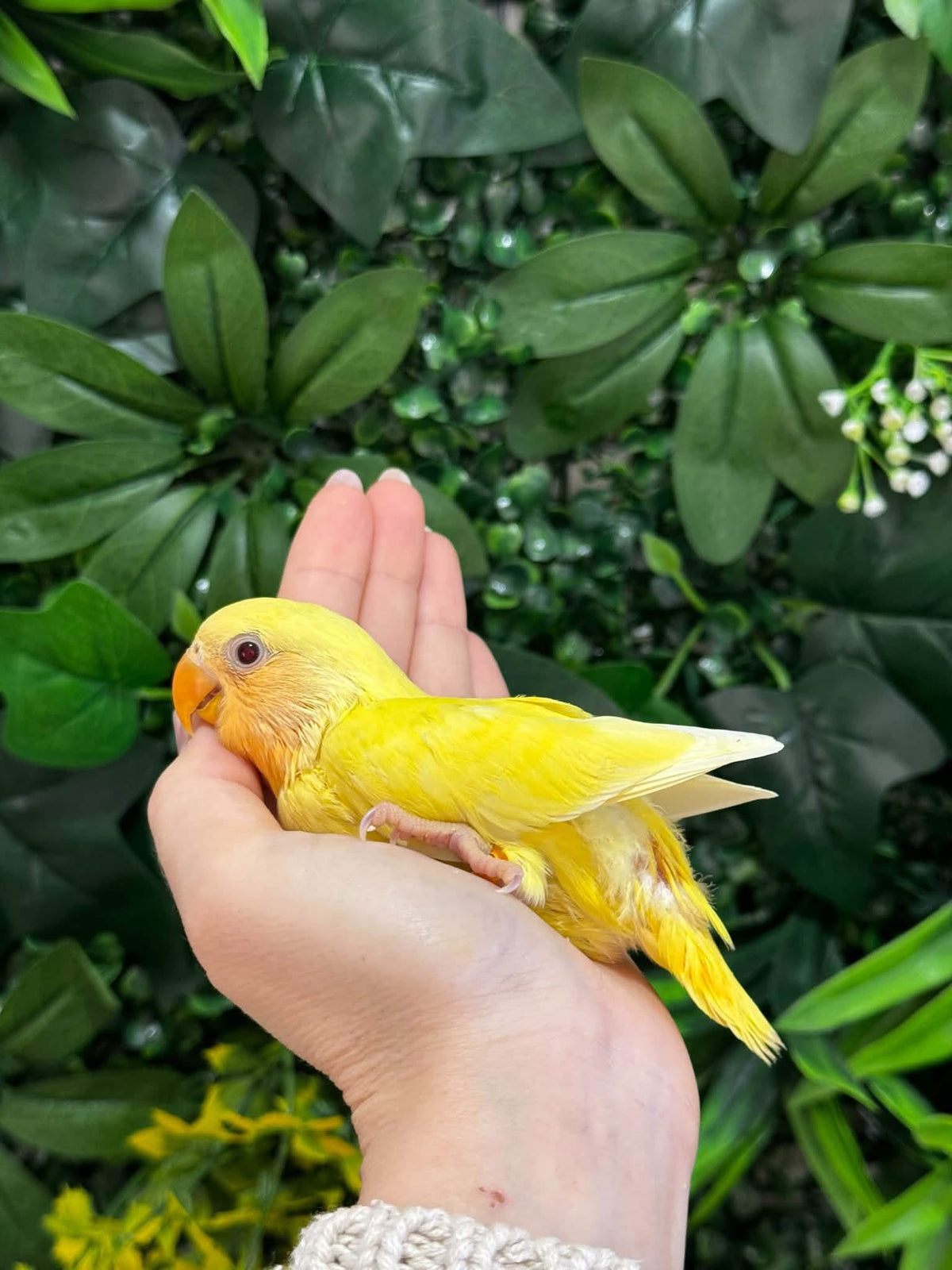 Handraised Lovebird