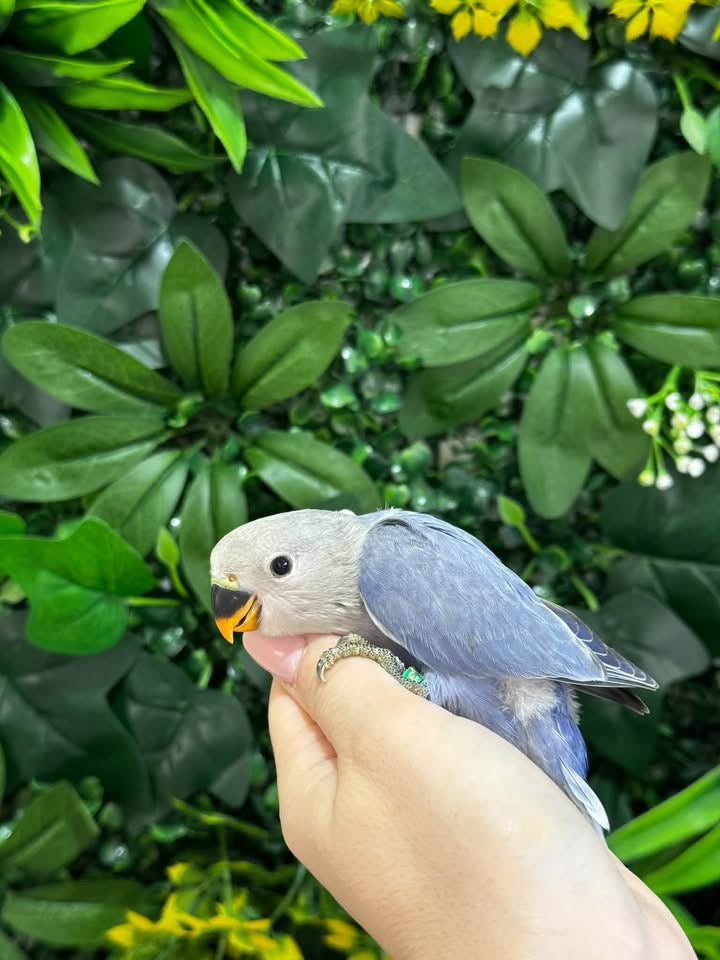 Handraised Lovebird