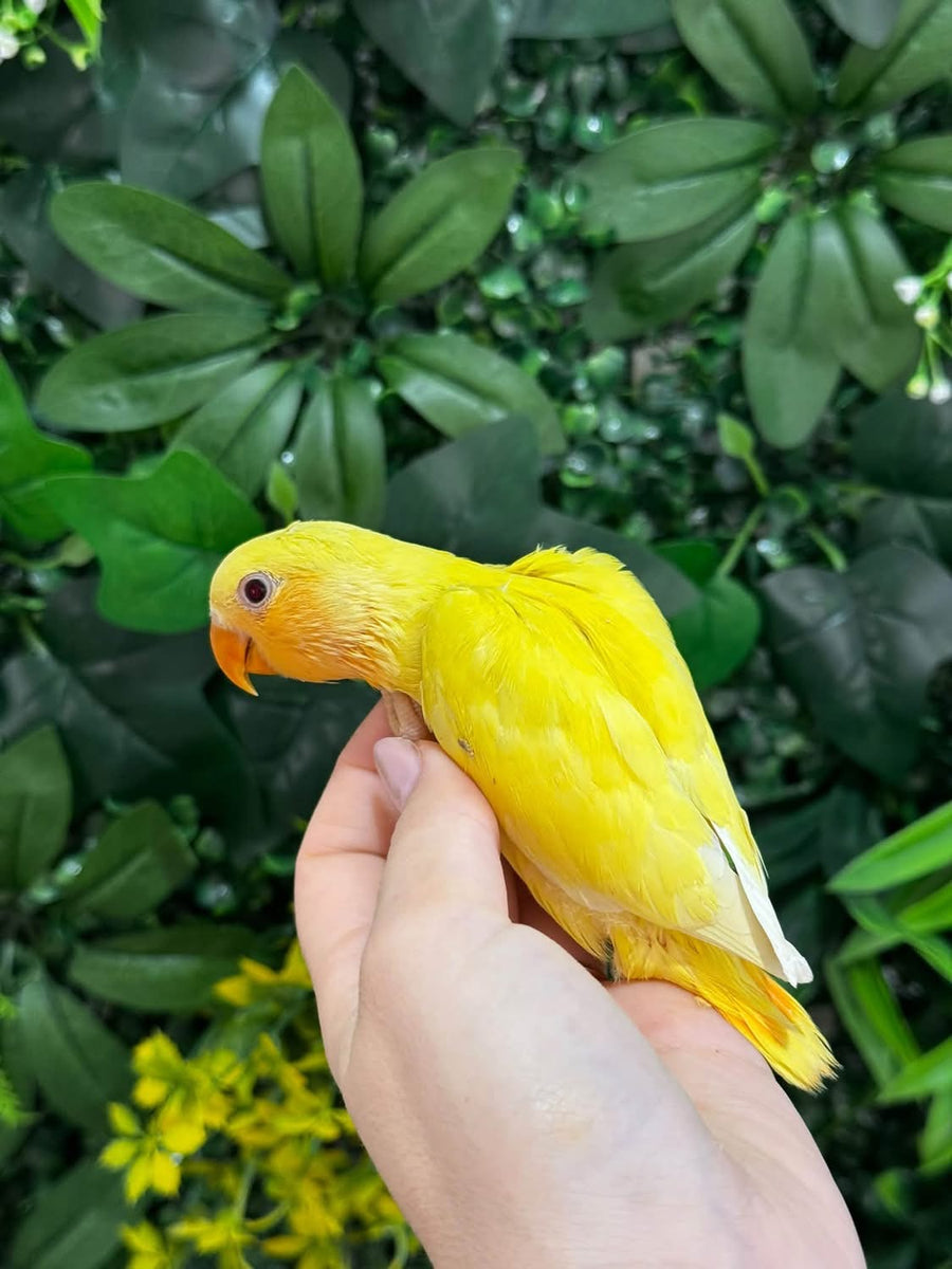 Handraised Lovebird