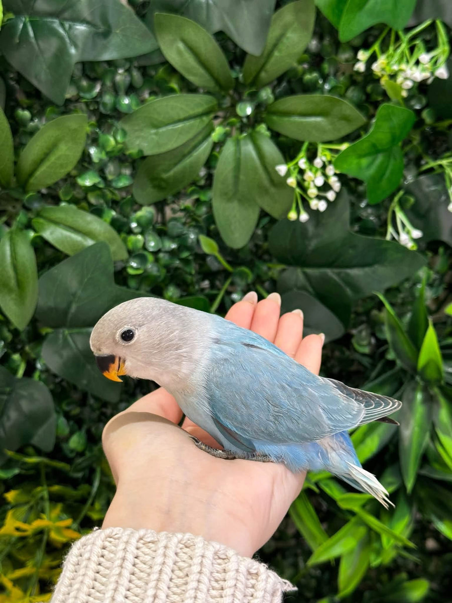 Handraised Lovebird
