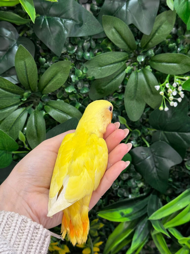 Handraised Lovebird