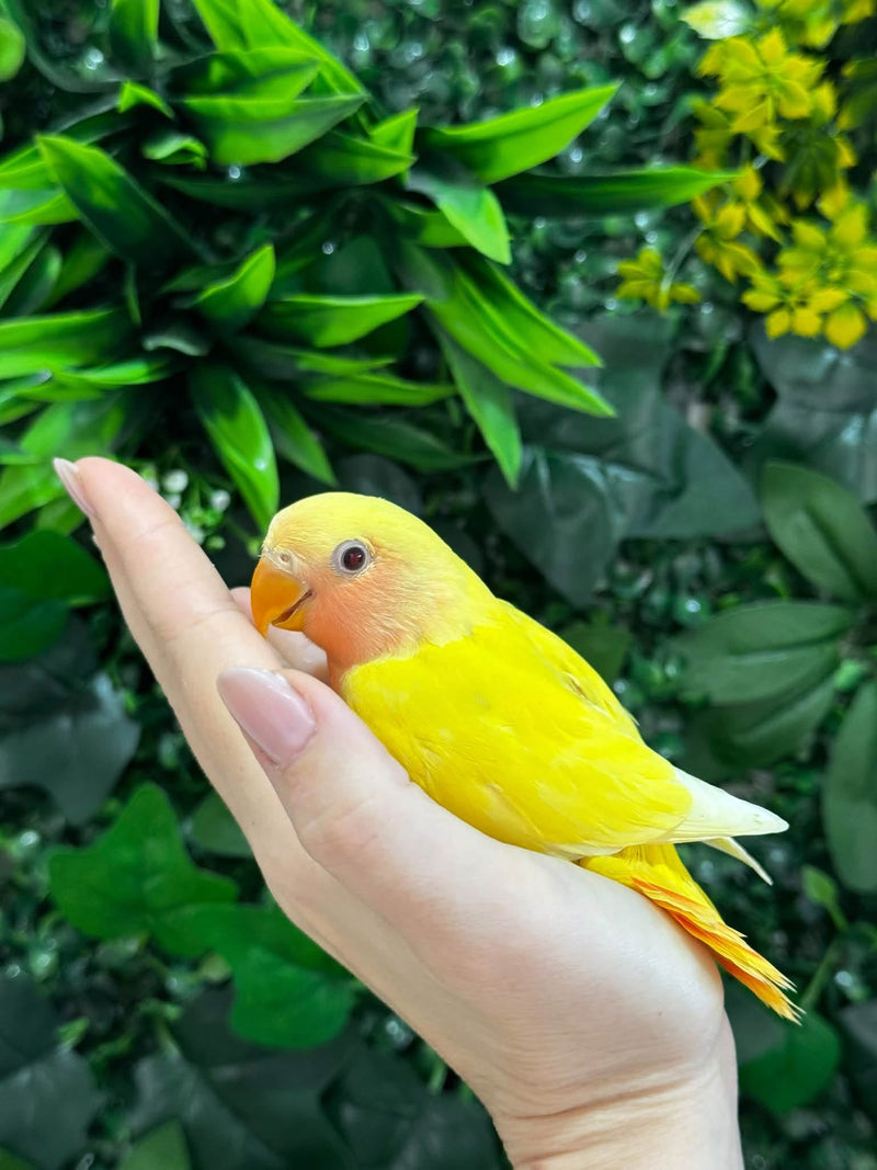 Handraised Lovebird