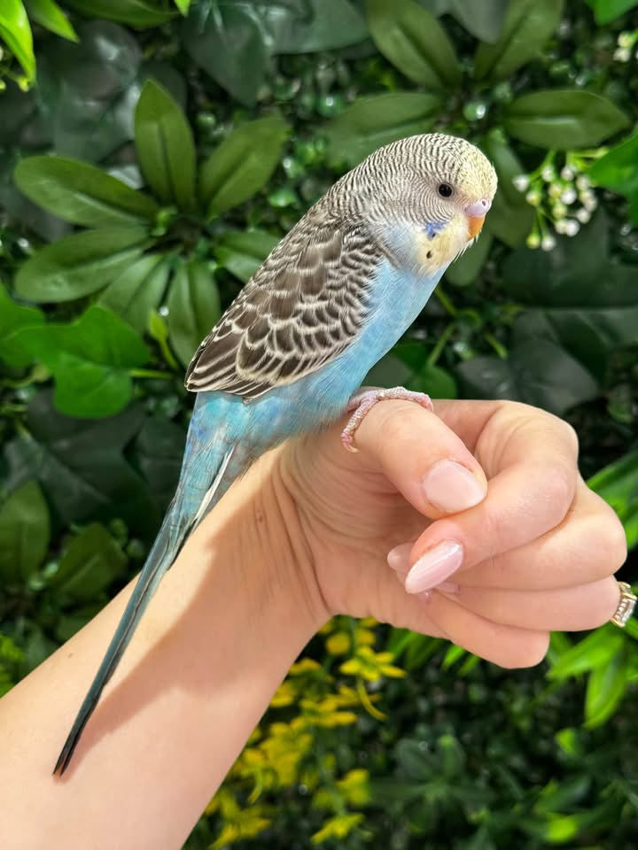 Handraised Budgie