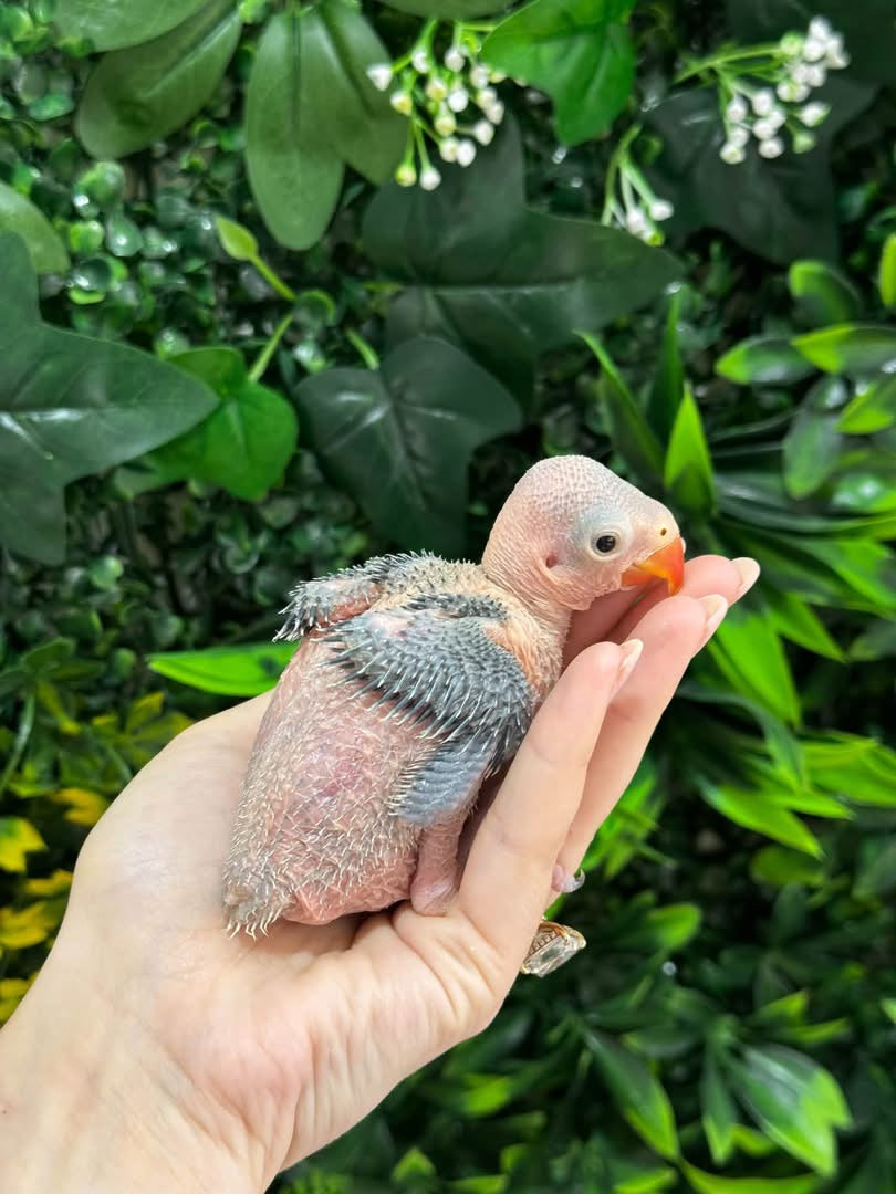 Handraised Indian Ring Neck