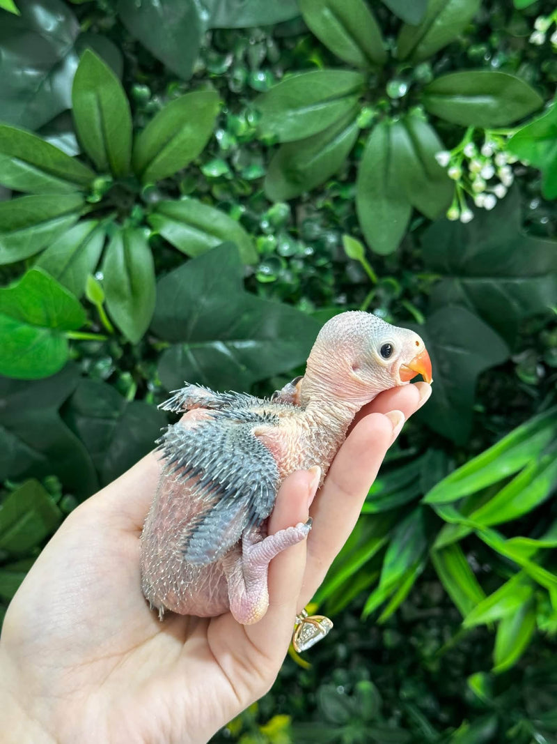 Handraised Indian Ring Neck