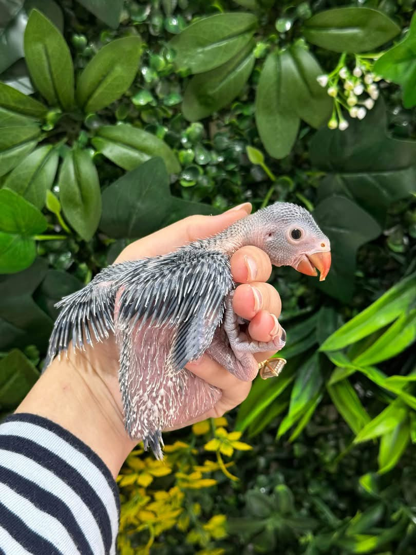 Handraised Indian Ring Neck