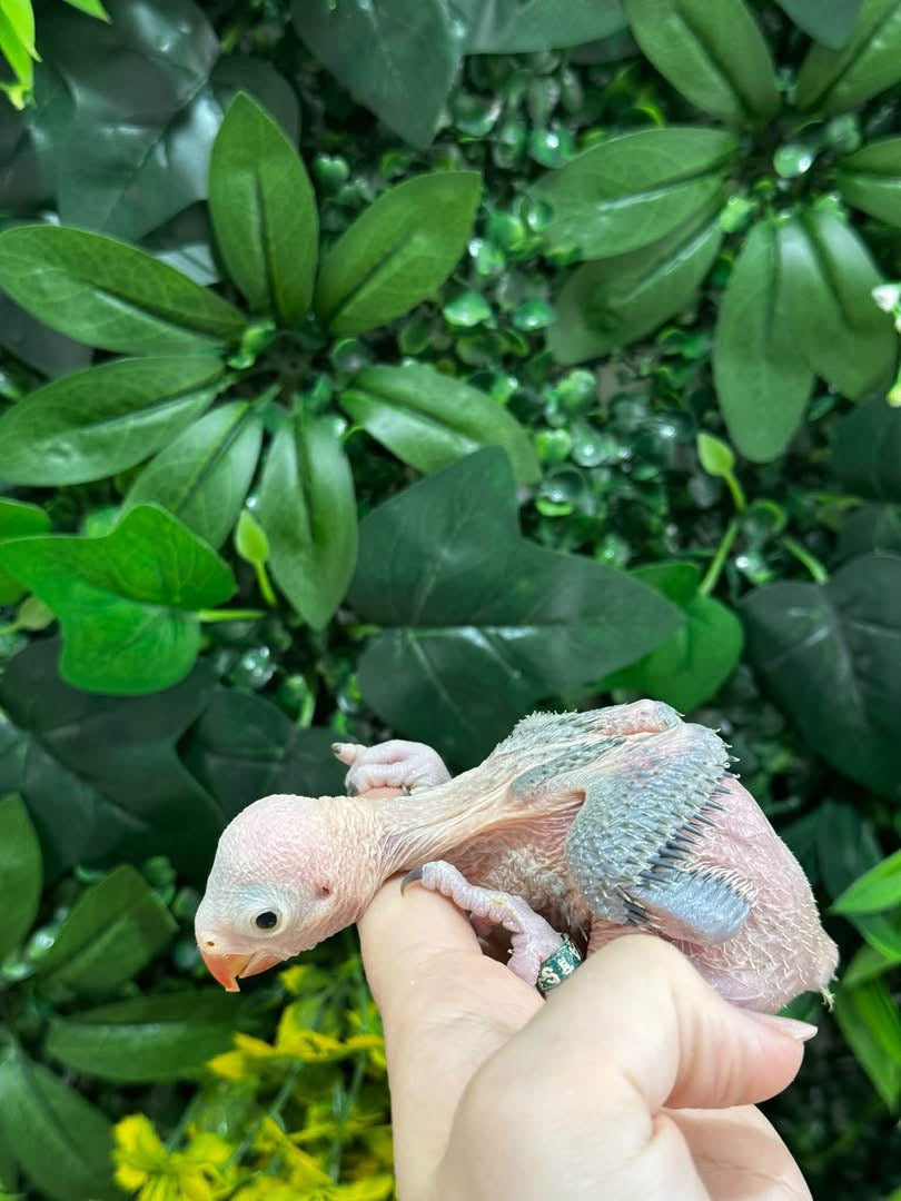 Handraised Indian Ring Neck