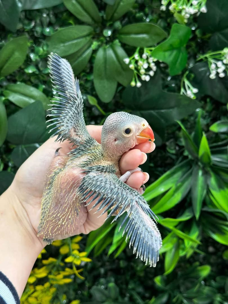 Handraised Indian Ring Neck