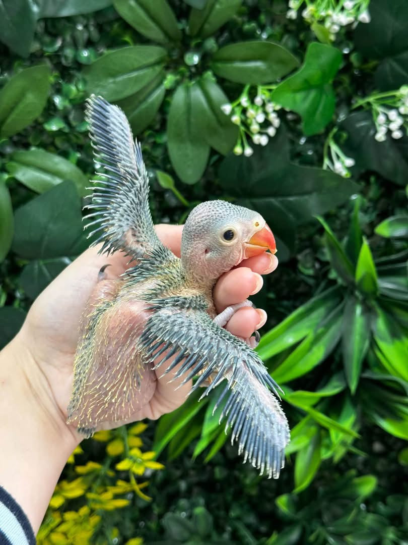 Handraised Indian Ring Neck
