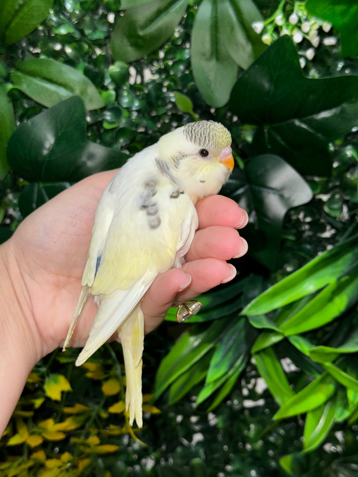 Handraised Budgie
