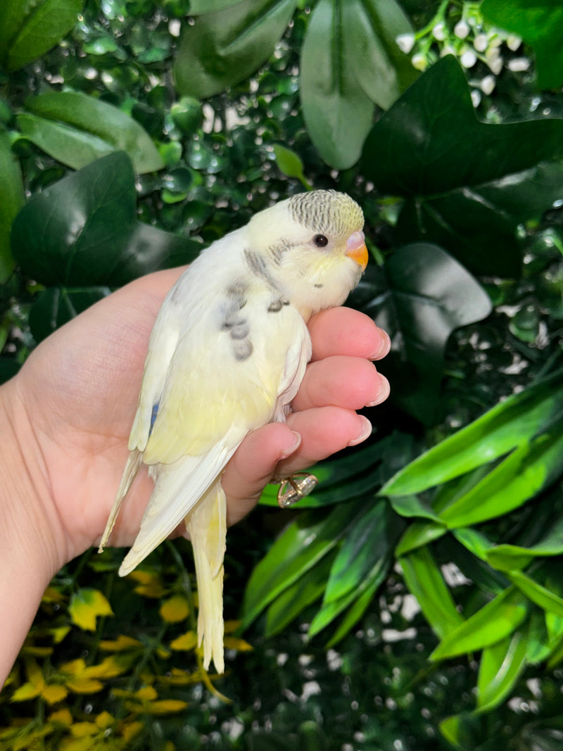 Handraised Budgie