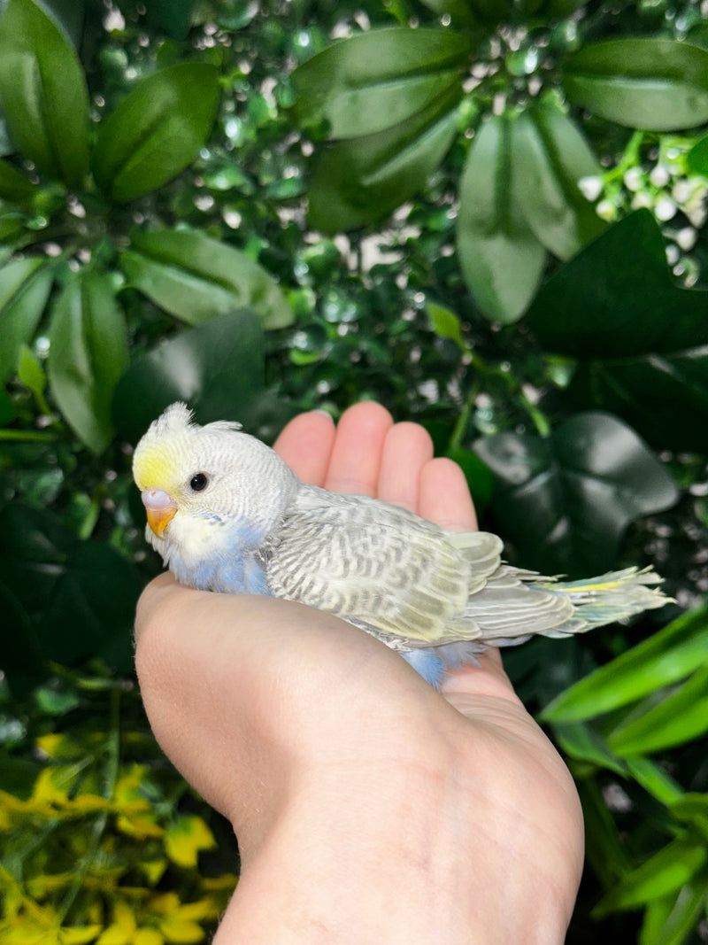 Handraised Budgie
