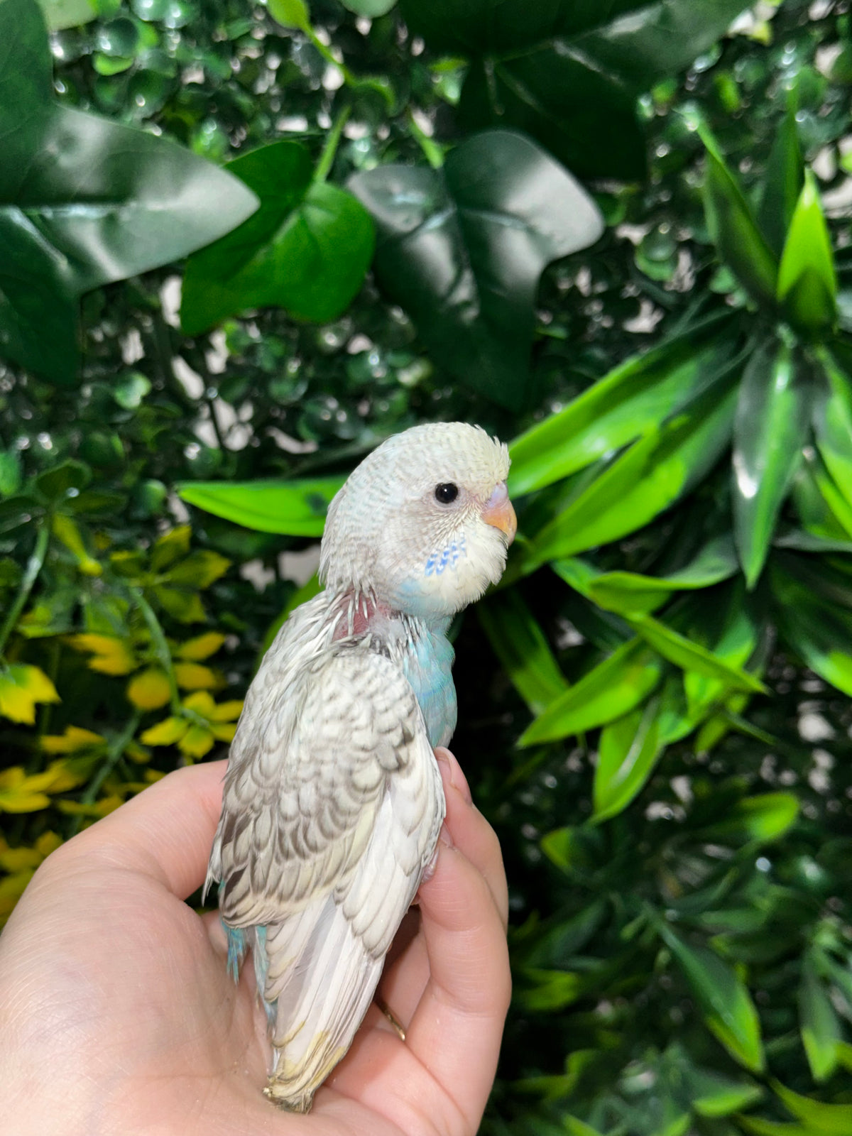 Handraised Budgie