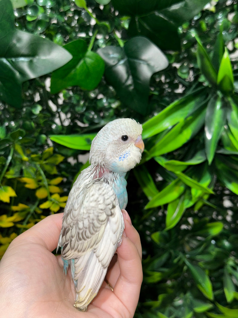 Handraised Budgie