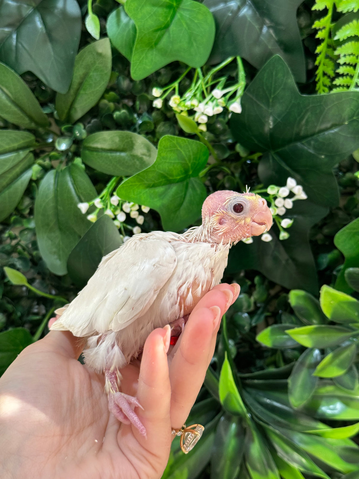 Handraised Cockatiel