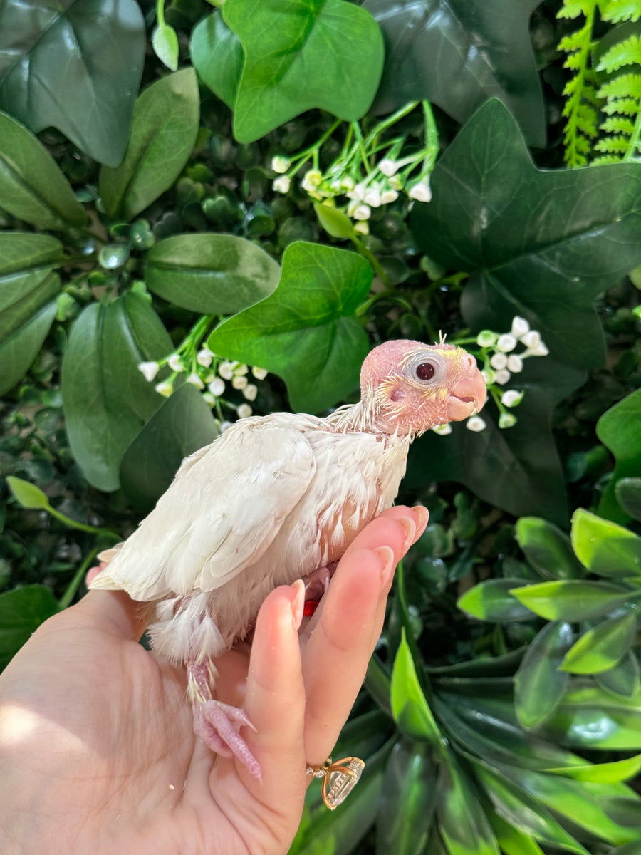 Handraised Cockatiel