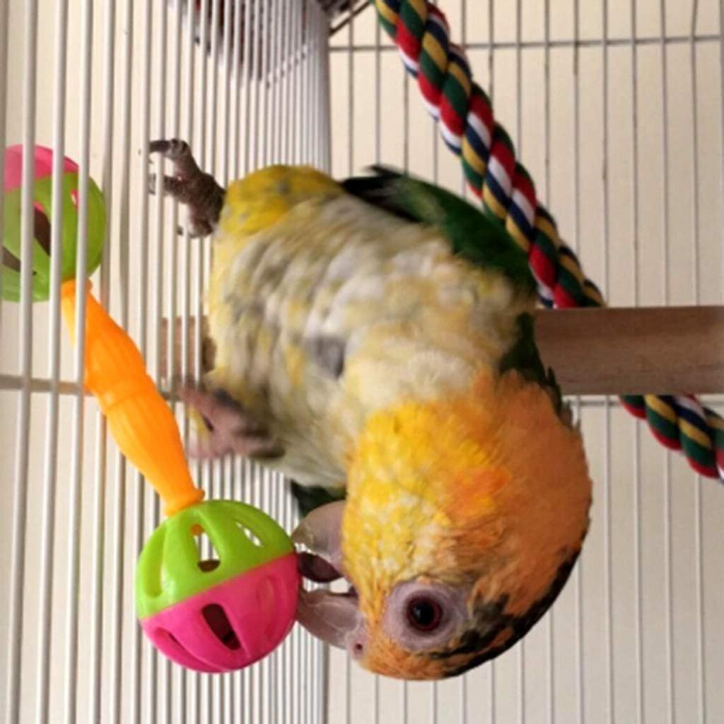 2-Pack Colourful Bird Dumbbell Rattle Toys – Interactive Parrot Training & Enrichment 🦜🌈