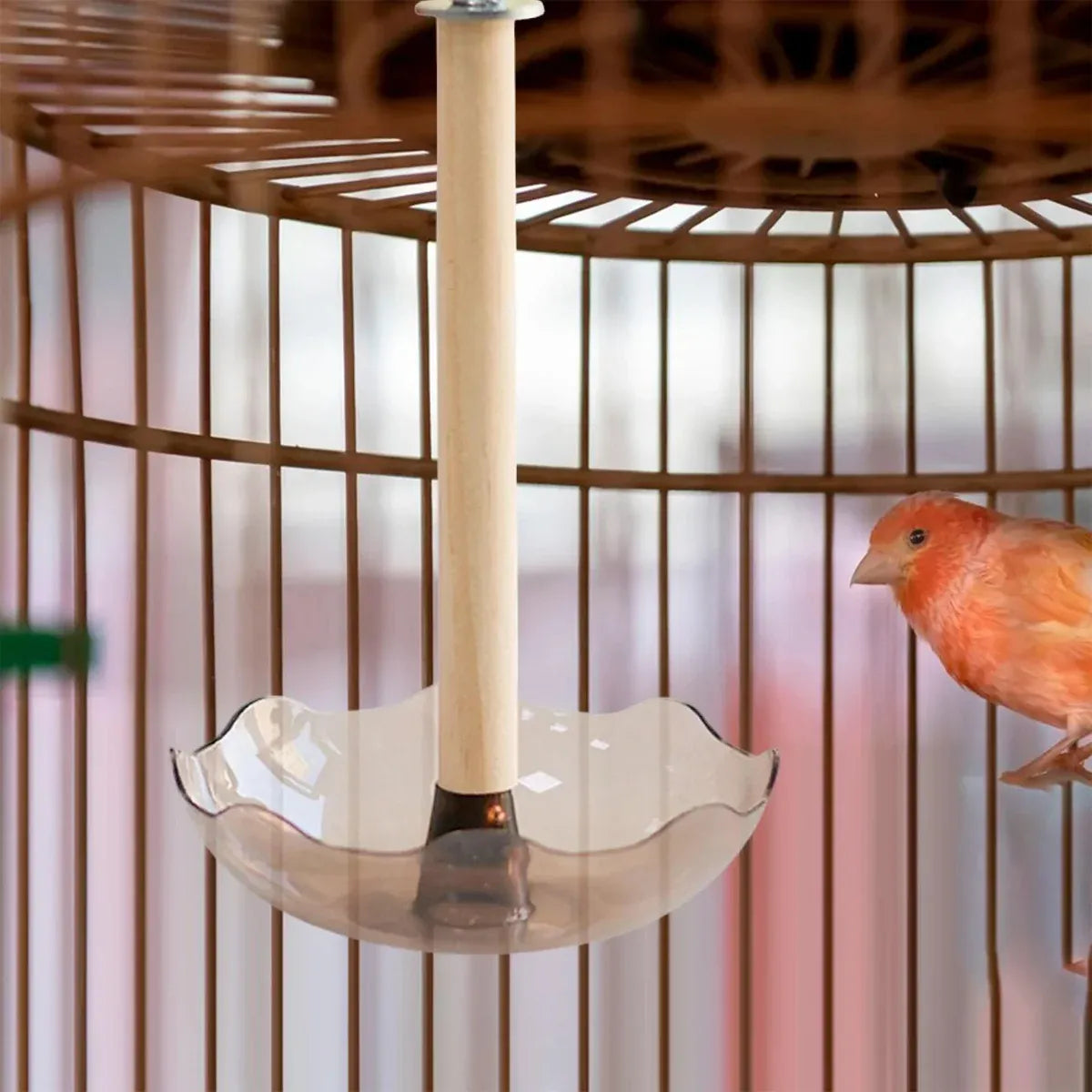 Baby Beaks Little Nibbles Feeding Station 🐣💕 | Bird Food Bowl & Wooden Perch