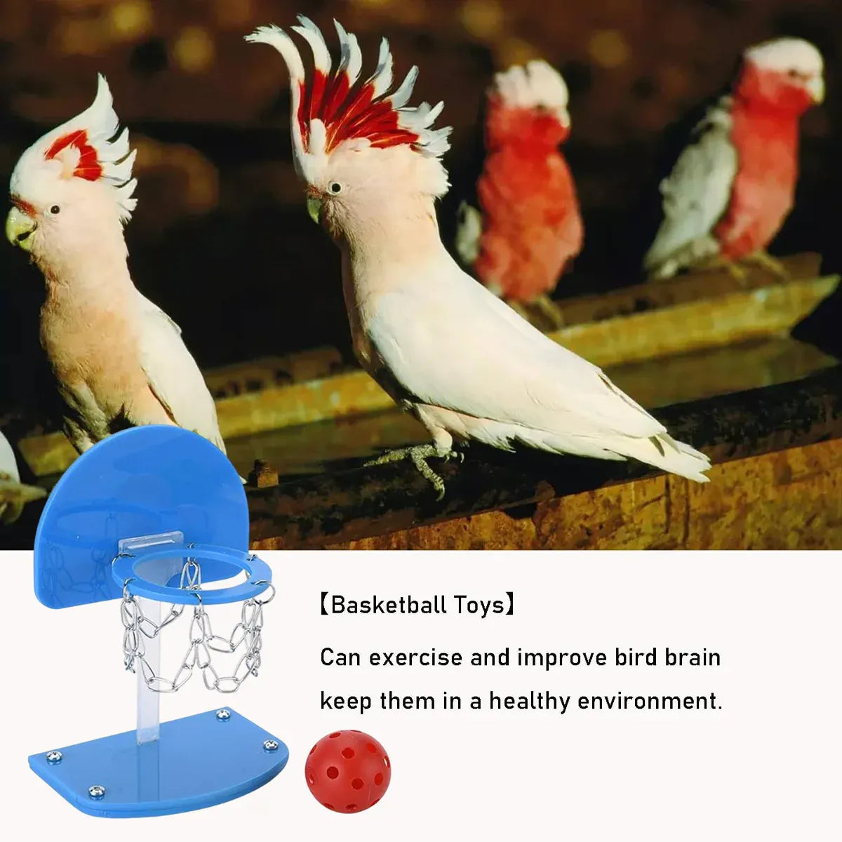 Mini Basketball Hoop for Birds – Interactive Parrot Training & Enrichment Toy 🦜🏀