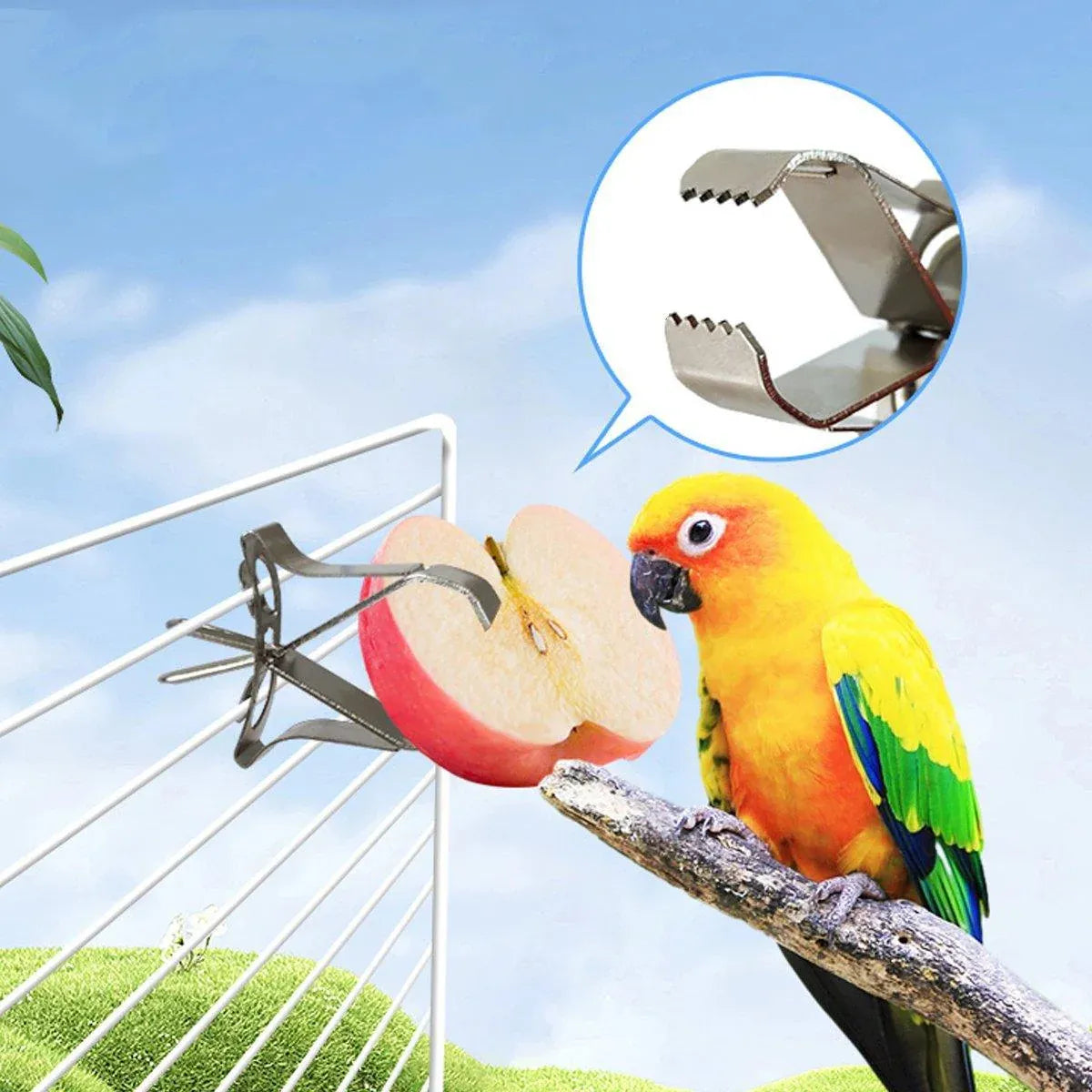 Birdie Fruit & Veggie Feeding Clips – Stainless Steel Cage Holders (6 Pack) 🐣💕